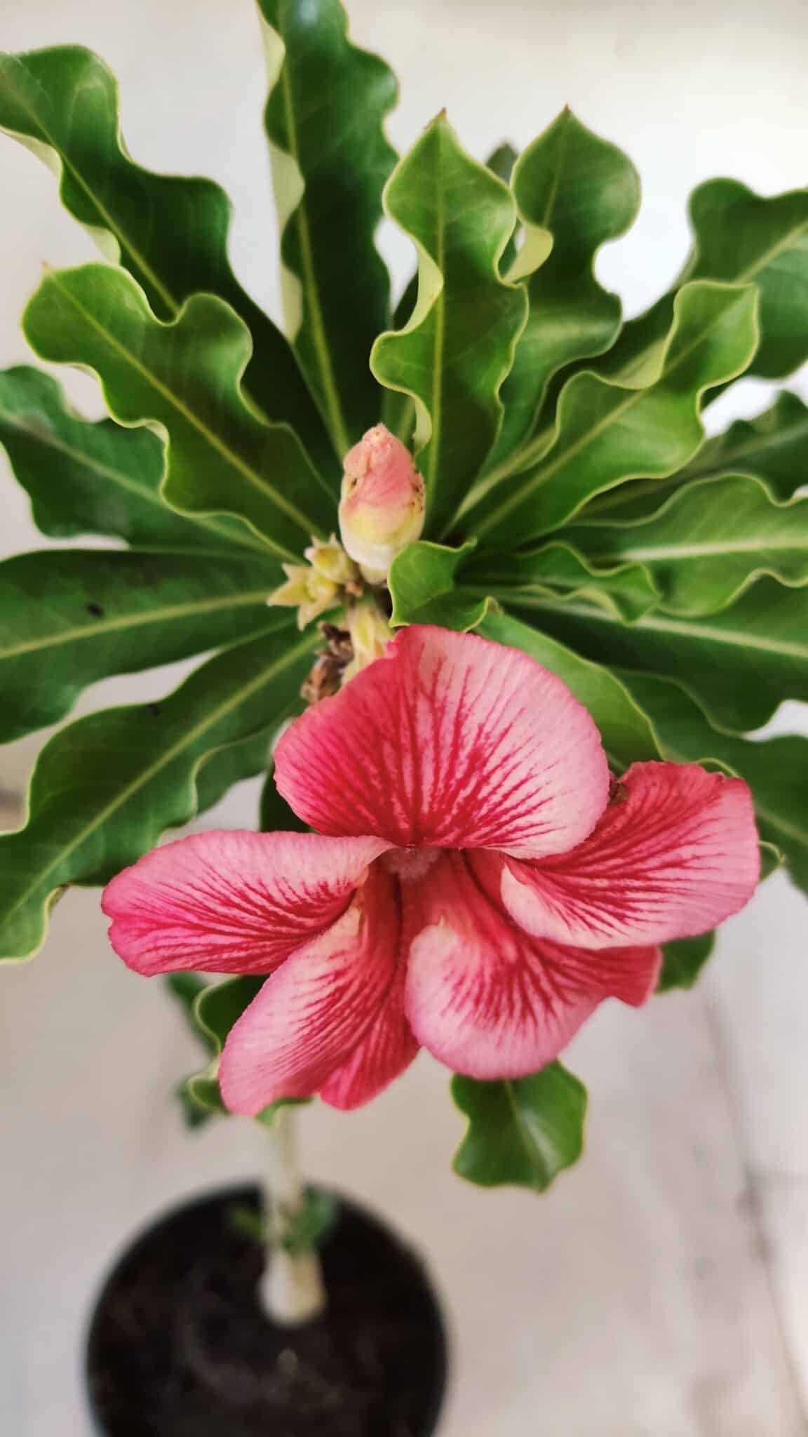 Planta Simples 2609 – 30cm – 02 anos