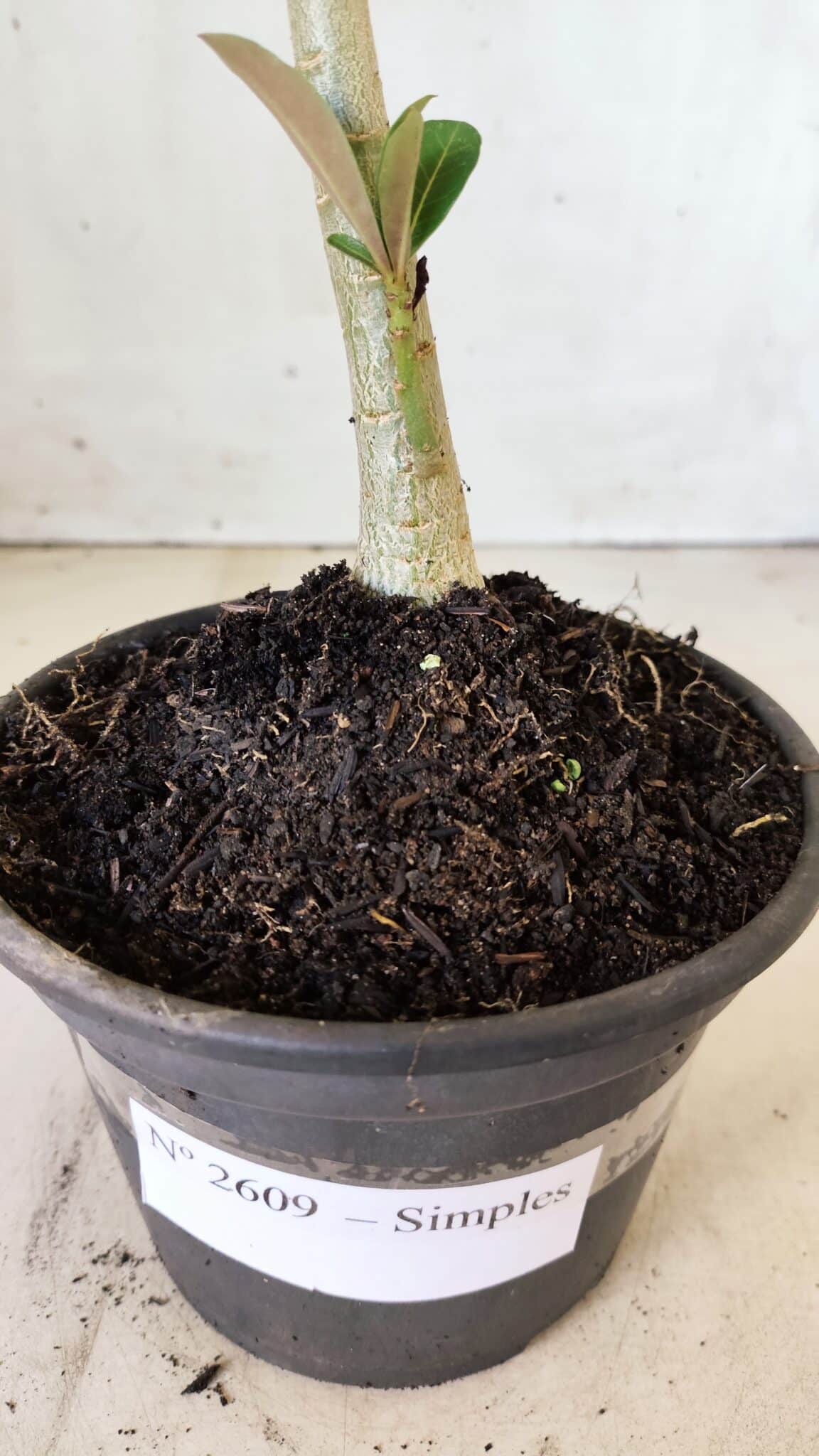 Planta Simples 2609 – 30cm – 02 anos
