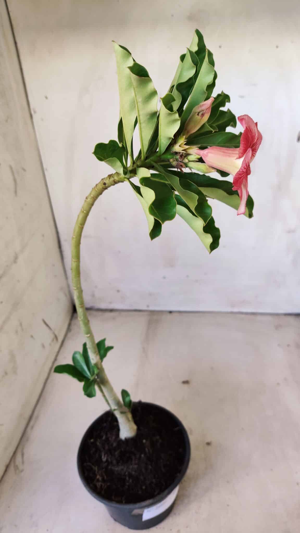 Planta Simples 2609 – 30cm – 02 anos