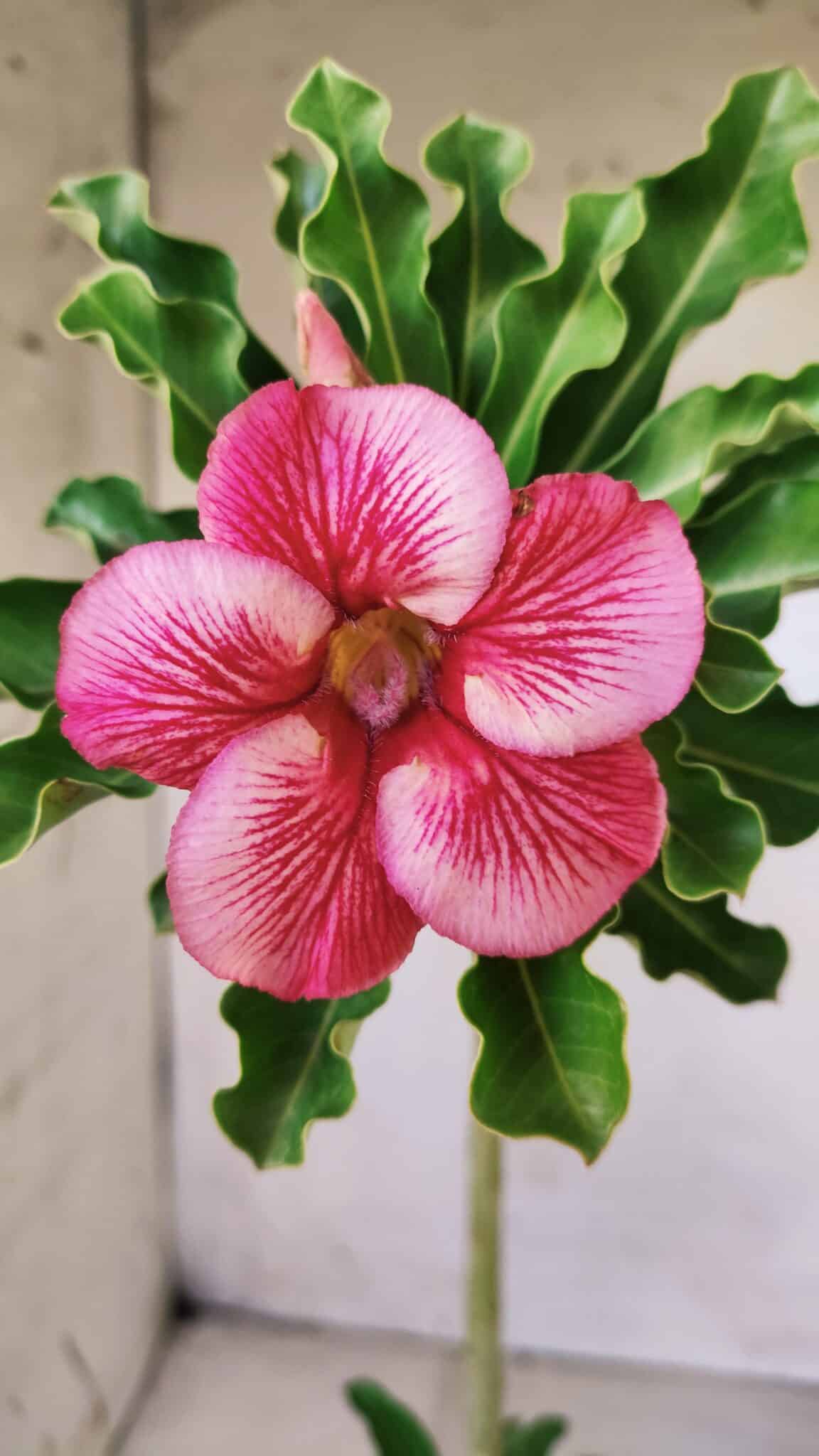 Planta Simples 2609 – 30cm – 02 anos