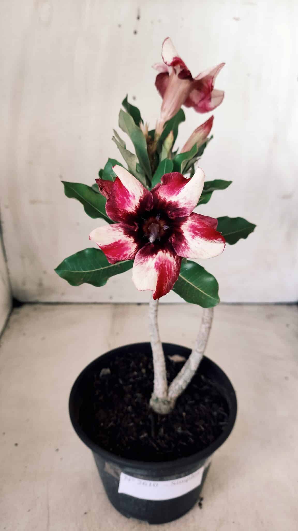 Planta Simples 2610 – 30cm – 02 anos