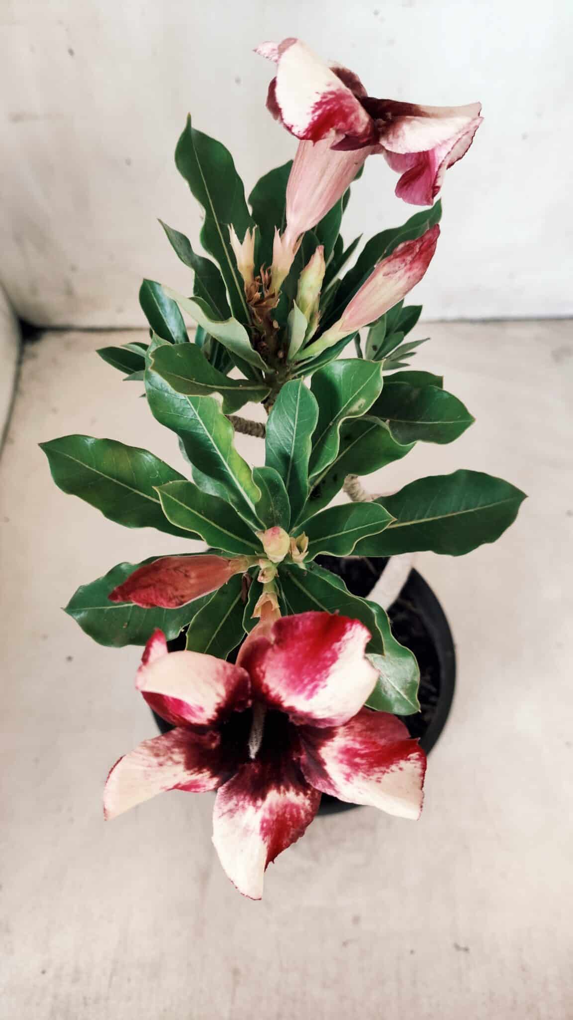 Planta Simples 2610 – 30cm – 02 anos