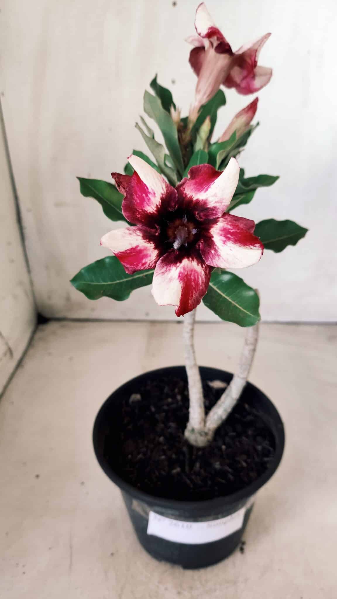 Planta Simples 2610 – 30cm – 02 anos