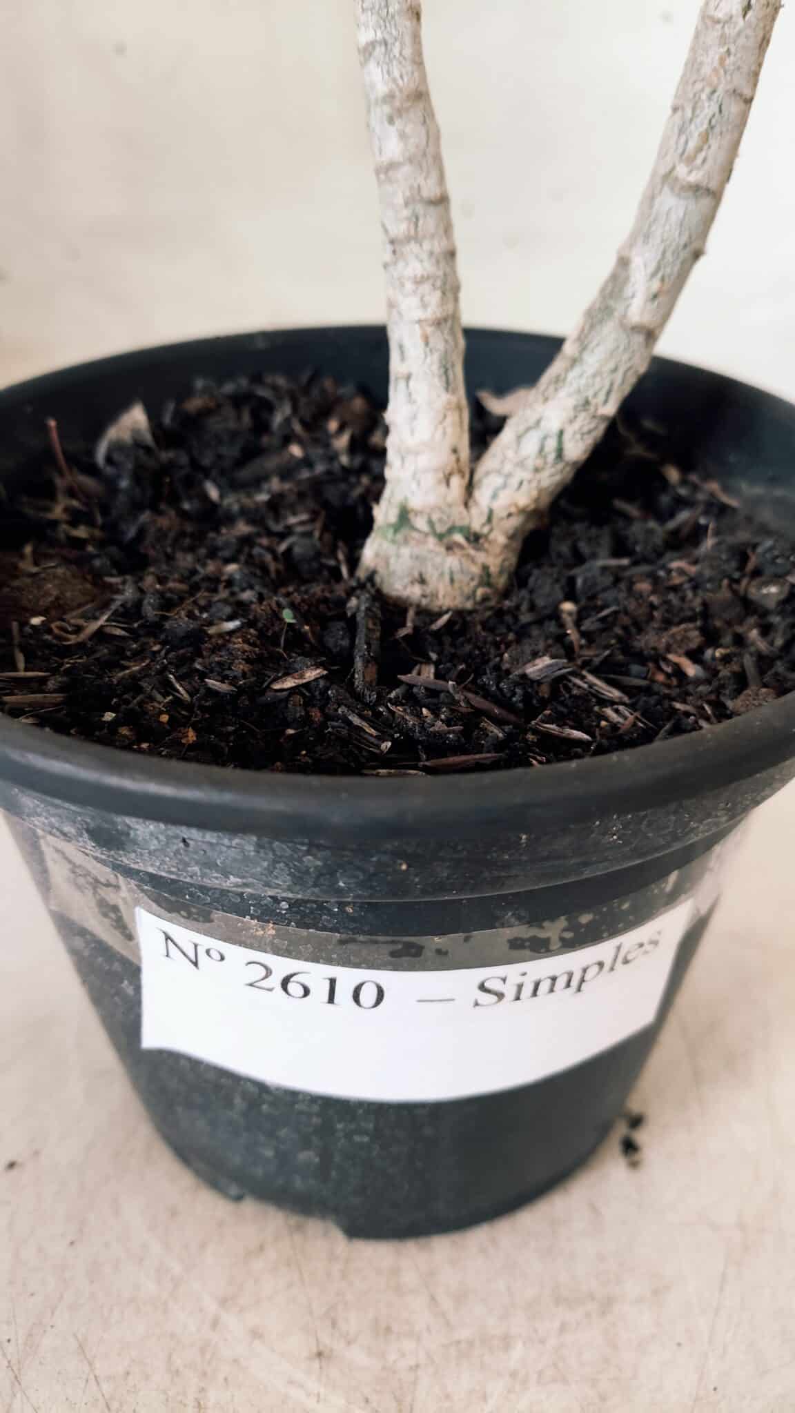 Planta Simples 2610 – 30cm – 02 anos