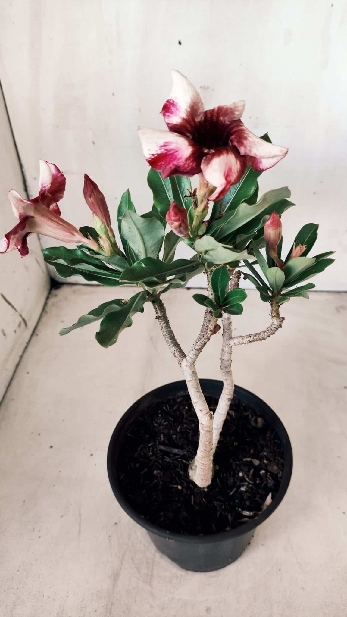 Planta Simples 2610 – 30cm – 02 anos