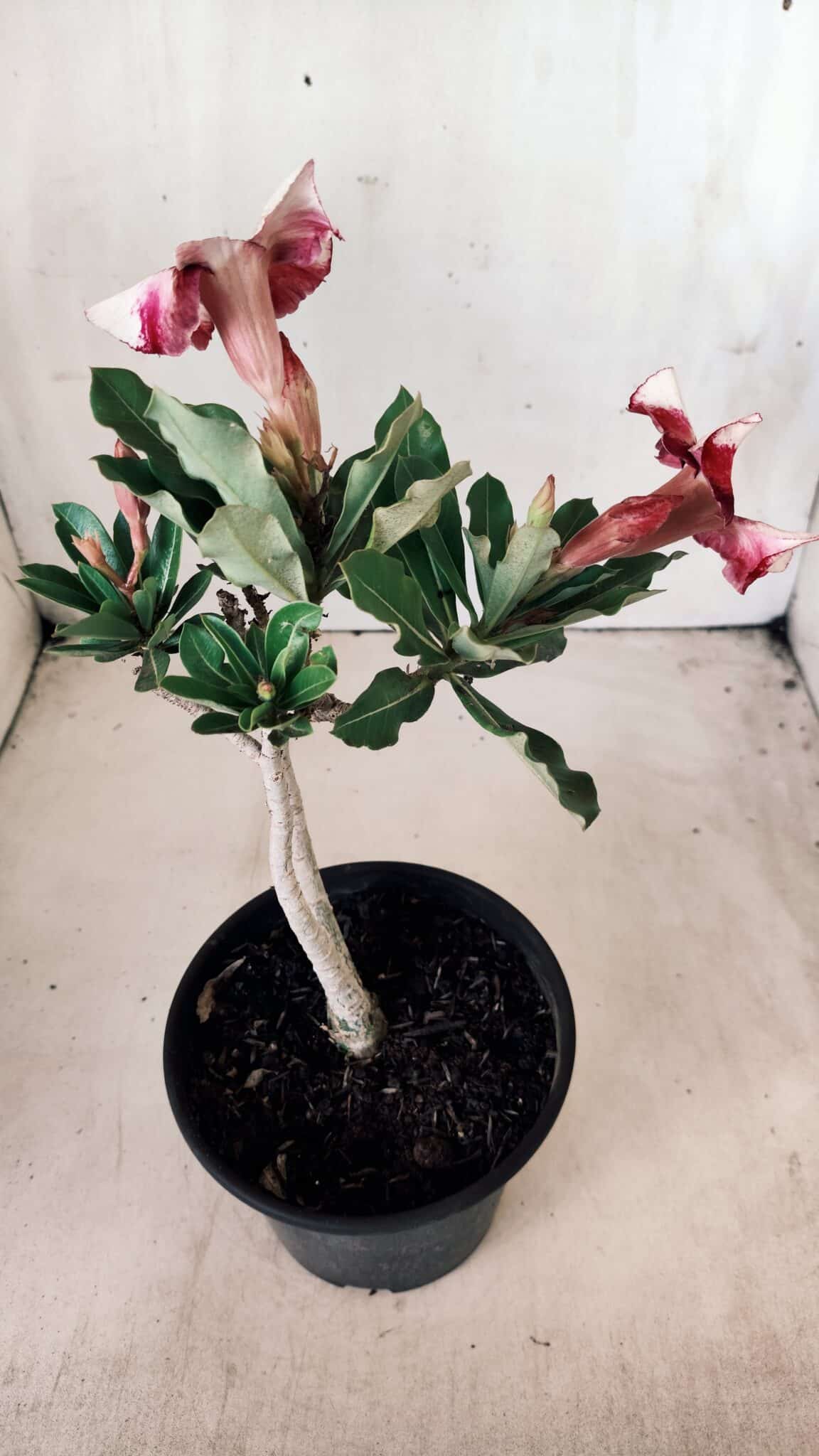 Planta Simples 2610 – 30cm – 02 anos
