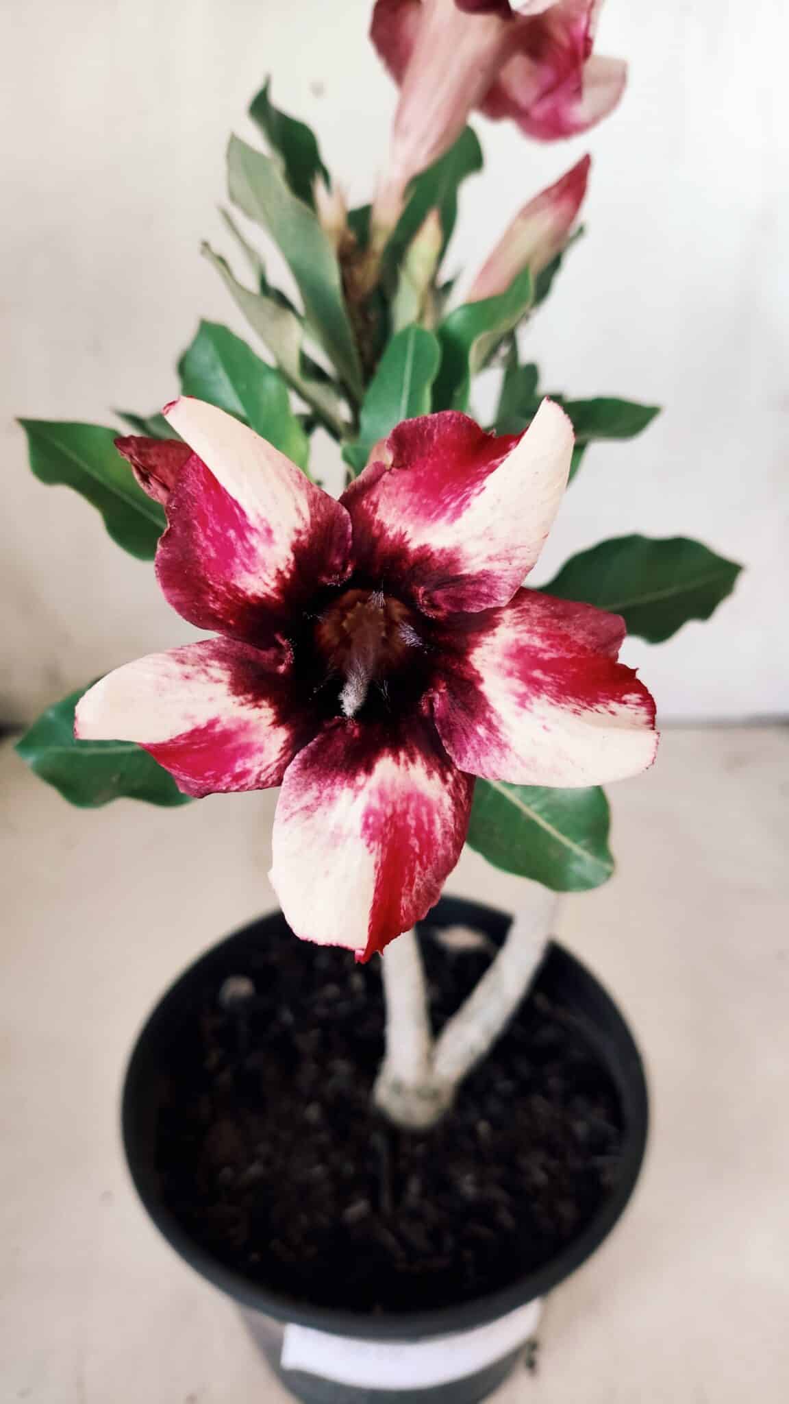 Planta Simples 2610 – 30cm – 02 anos