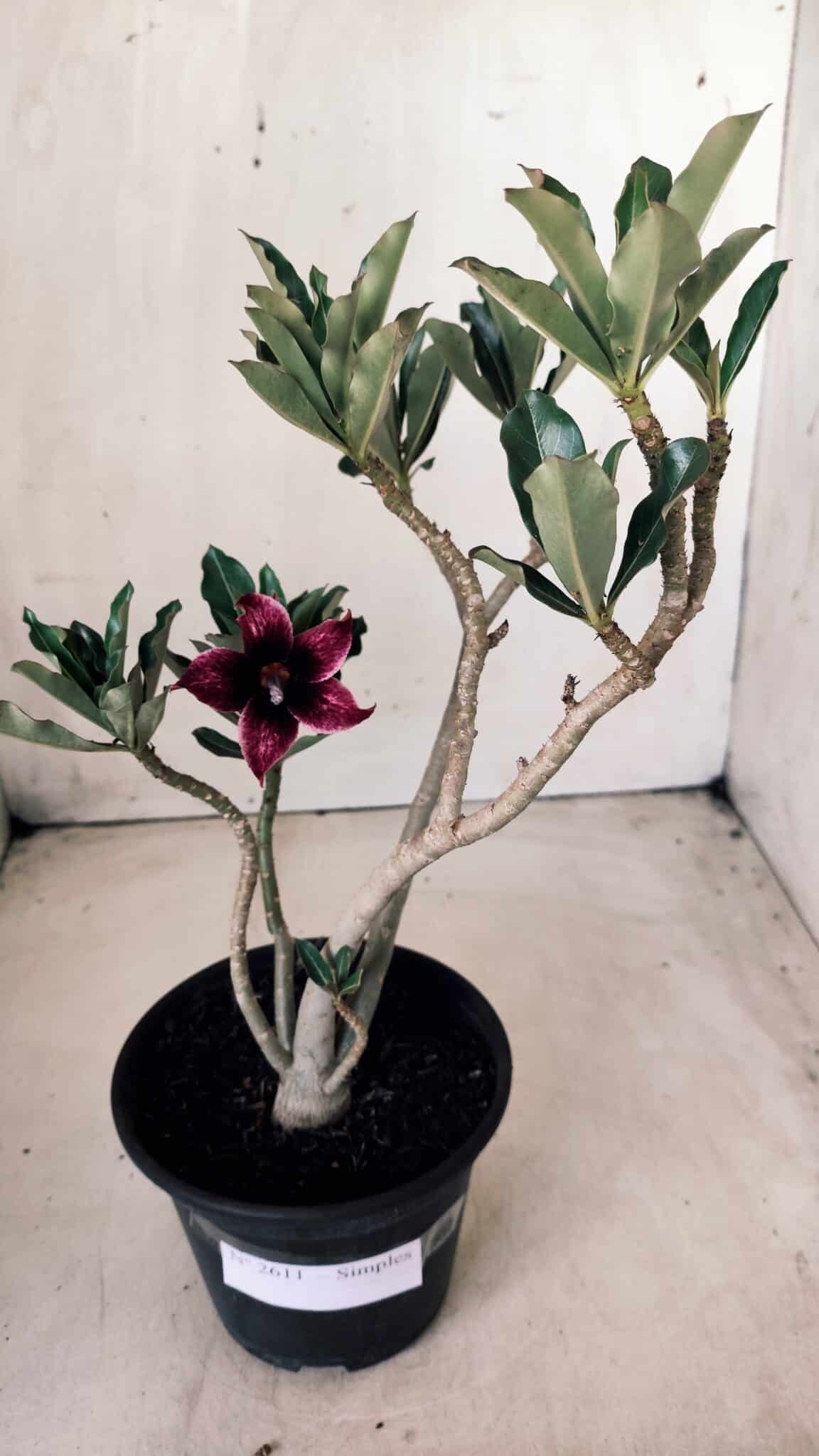 Planta Simples 2611 – 30cm – 02 anos