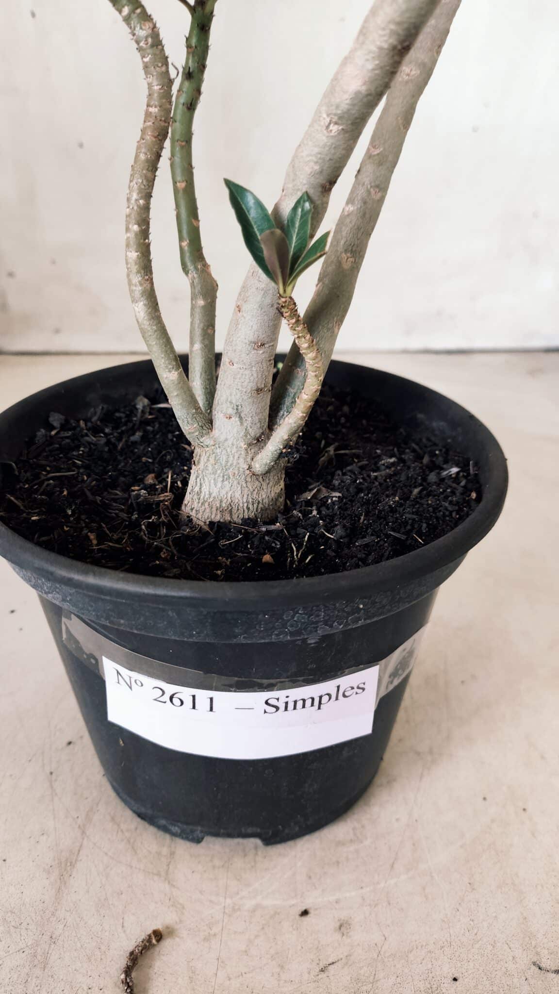 Planta Simples 2611 – 30cm – 02 anos
