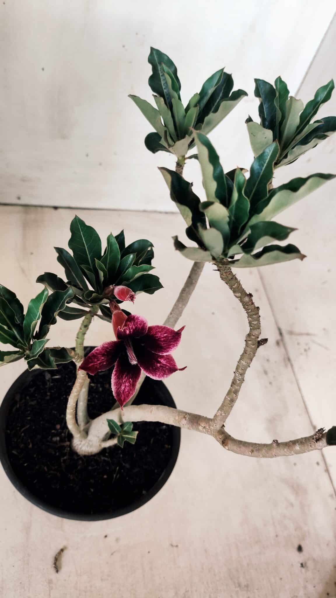 Planta Simples 2611 – 30cm – 02 anos