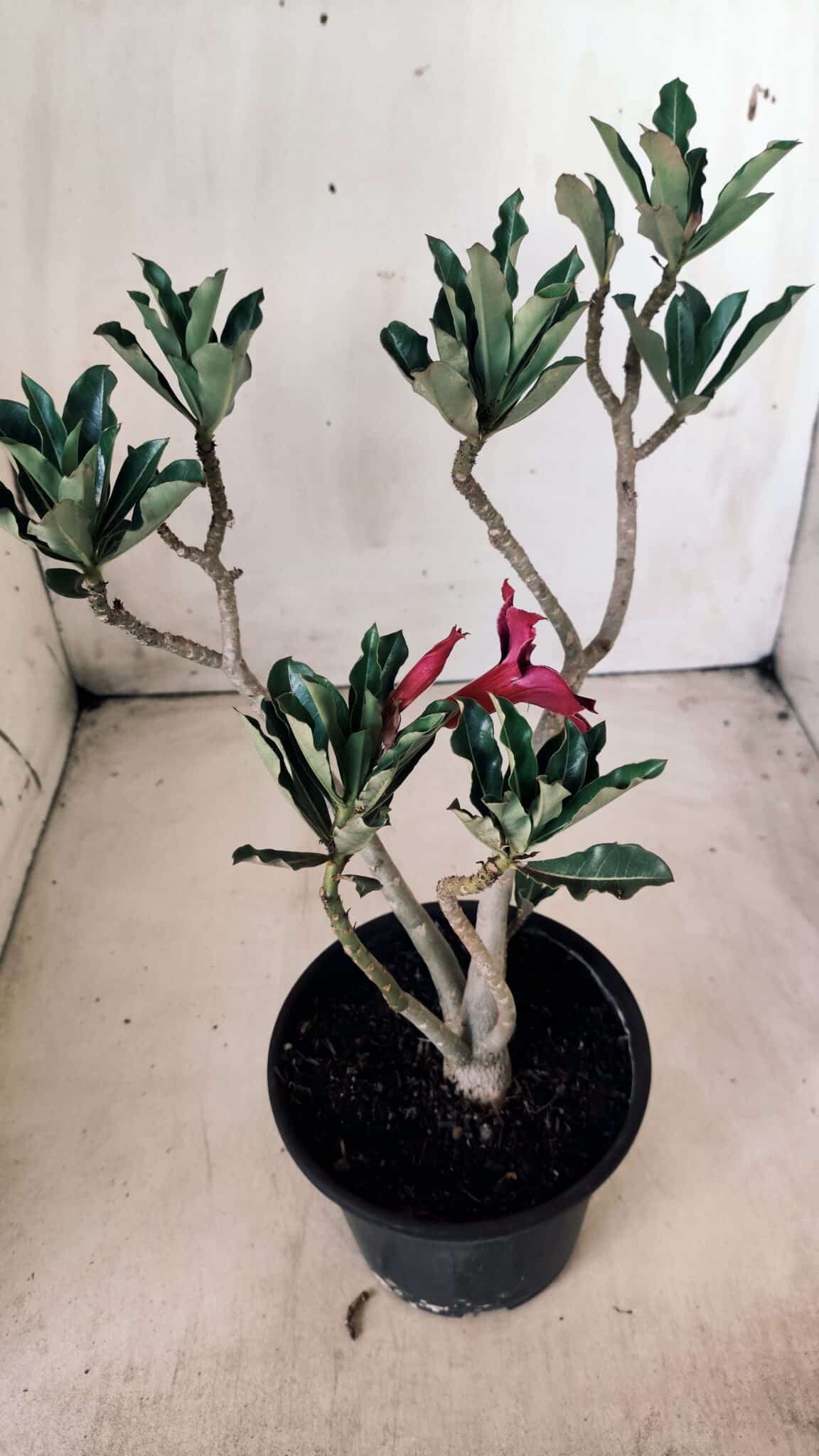 Planta Simples 2611 – 30cm – 02 anos