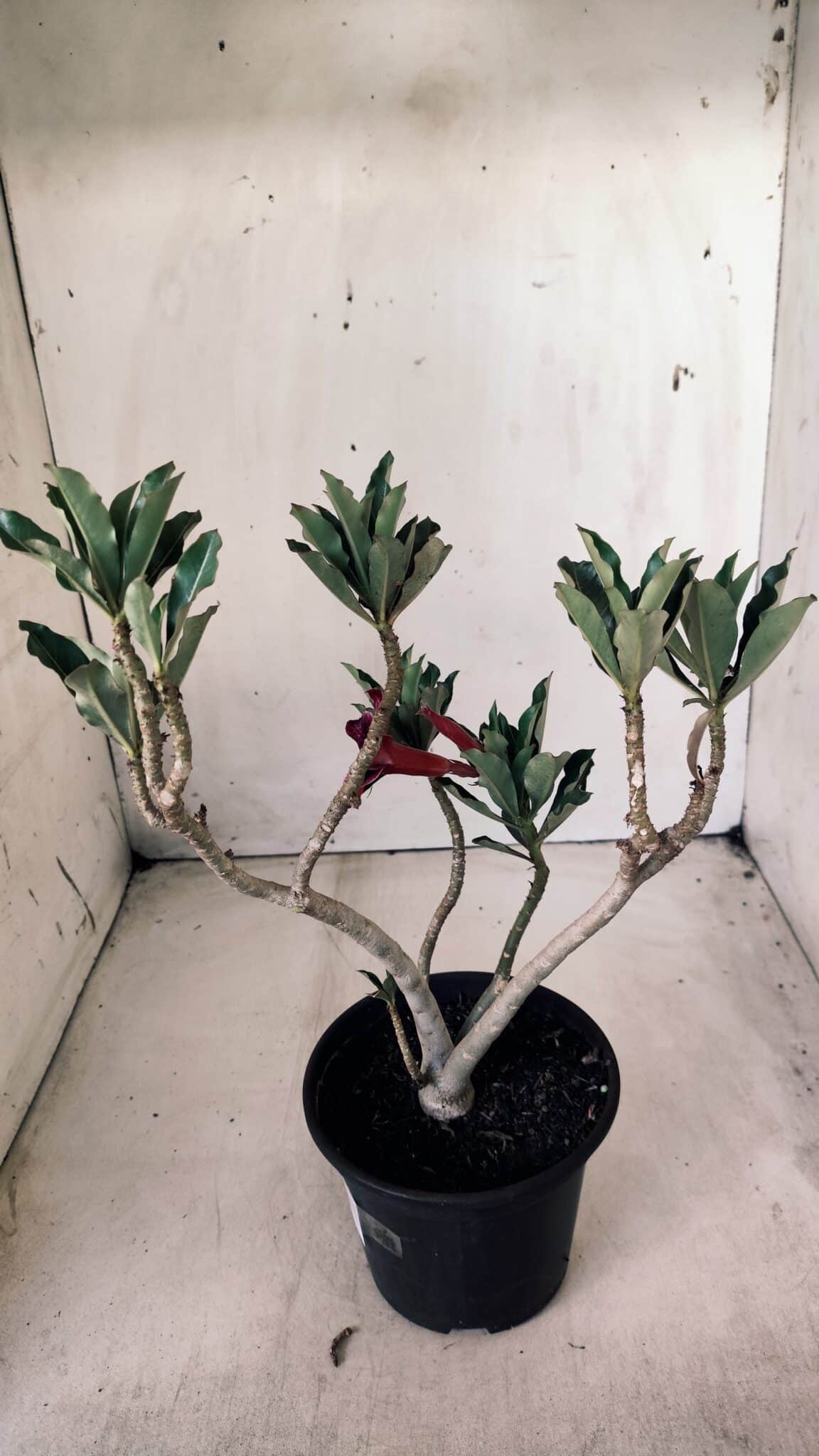 Planta Simples 2611 – 30cm – 02 anos