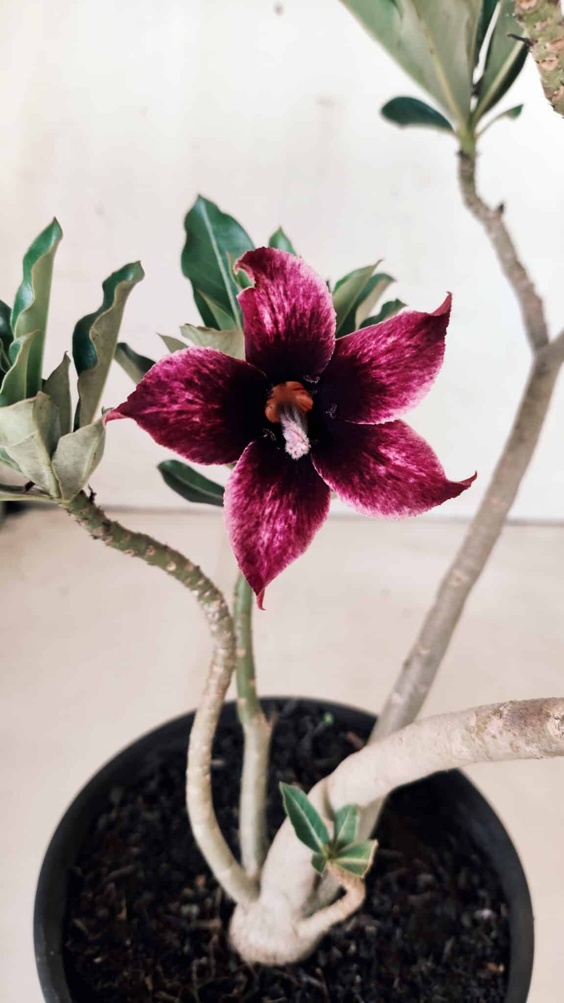 Planta Simples 2611 – 30cm – 02 anos