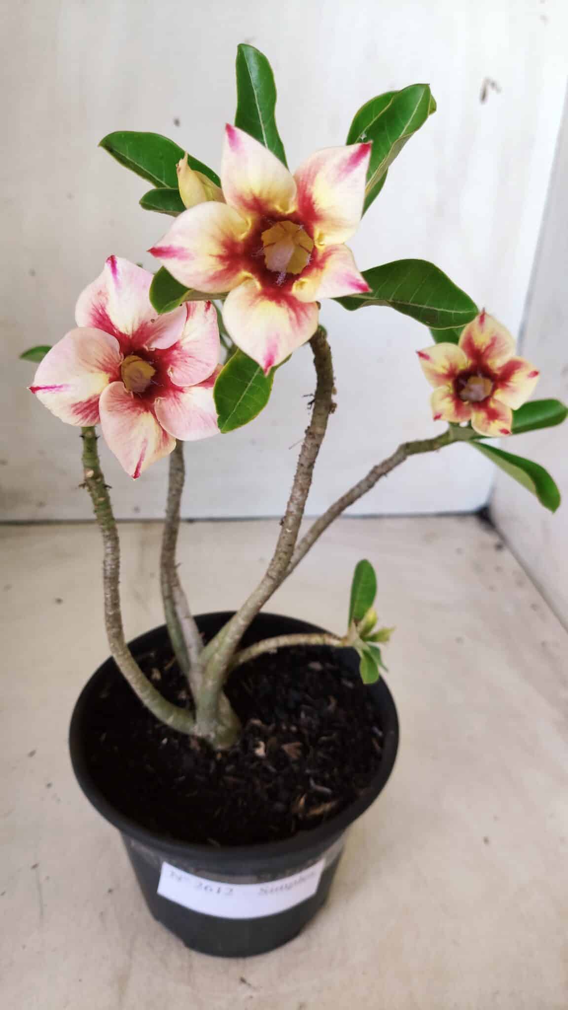 Planta Simples 2612 – 30cm – 02 anos
