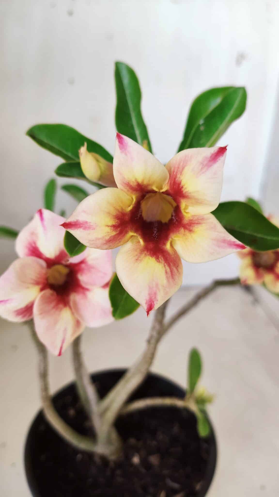 Planta Simples 2612 – 30cm – 02 anos
