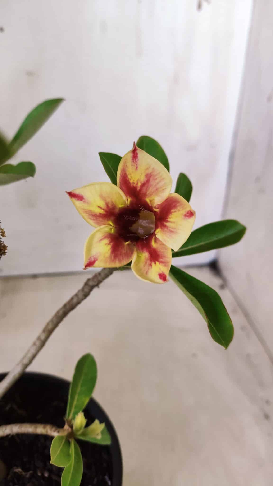 Planta Simples 2612 – 30cm – 02 anos