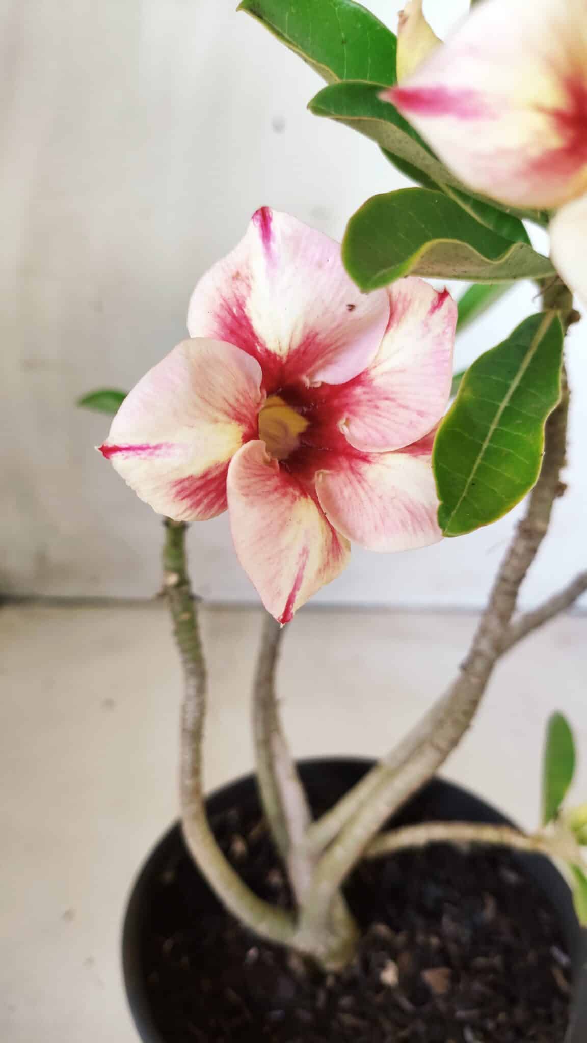 Planta Simples 2612 – 30cm – 02 anos