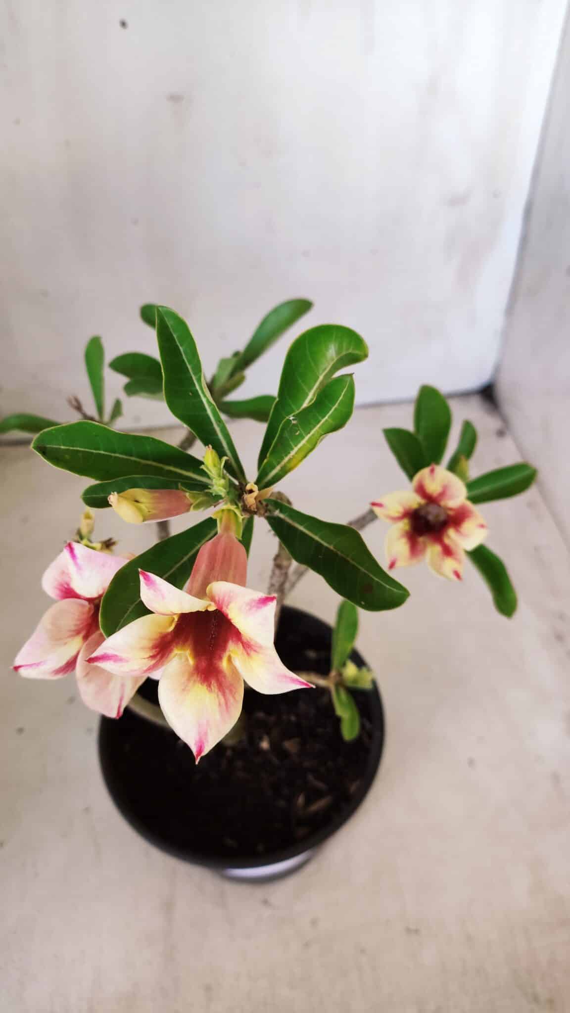 Planta Simples 2612 – 30cm – 02 anos