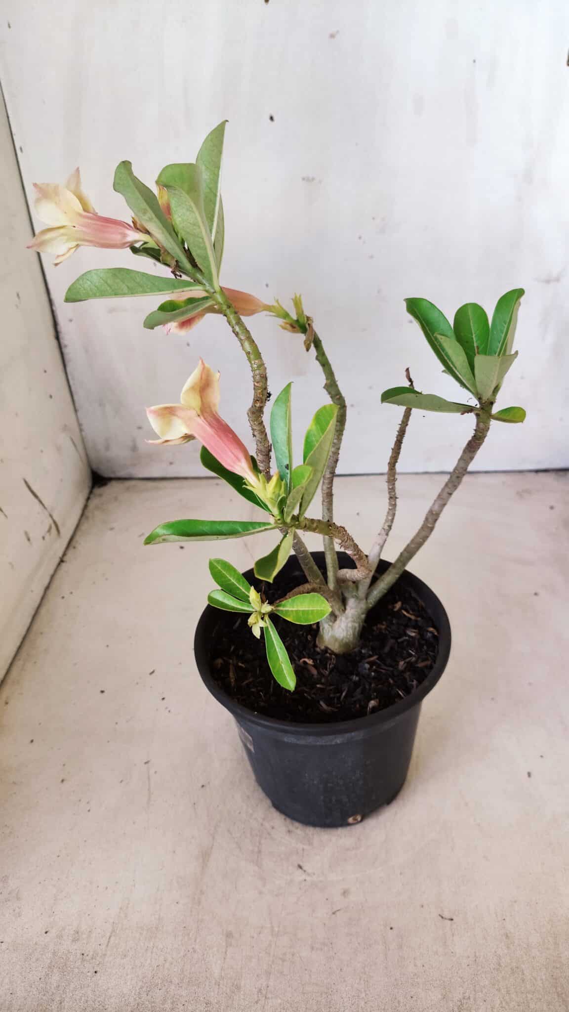 Planta Simples 2612 – 30cm – 02 anos