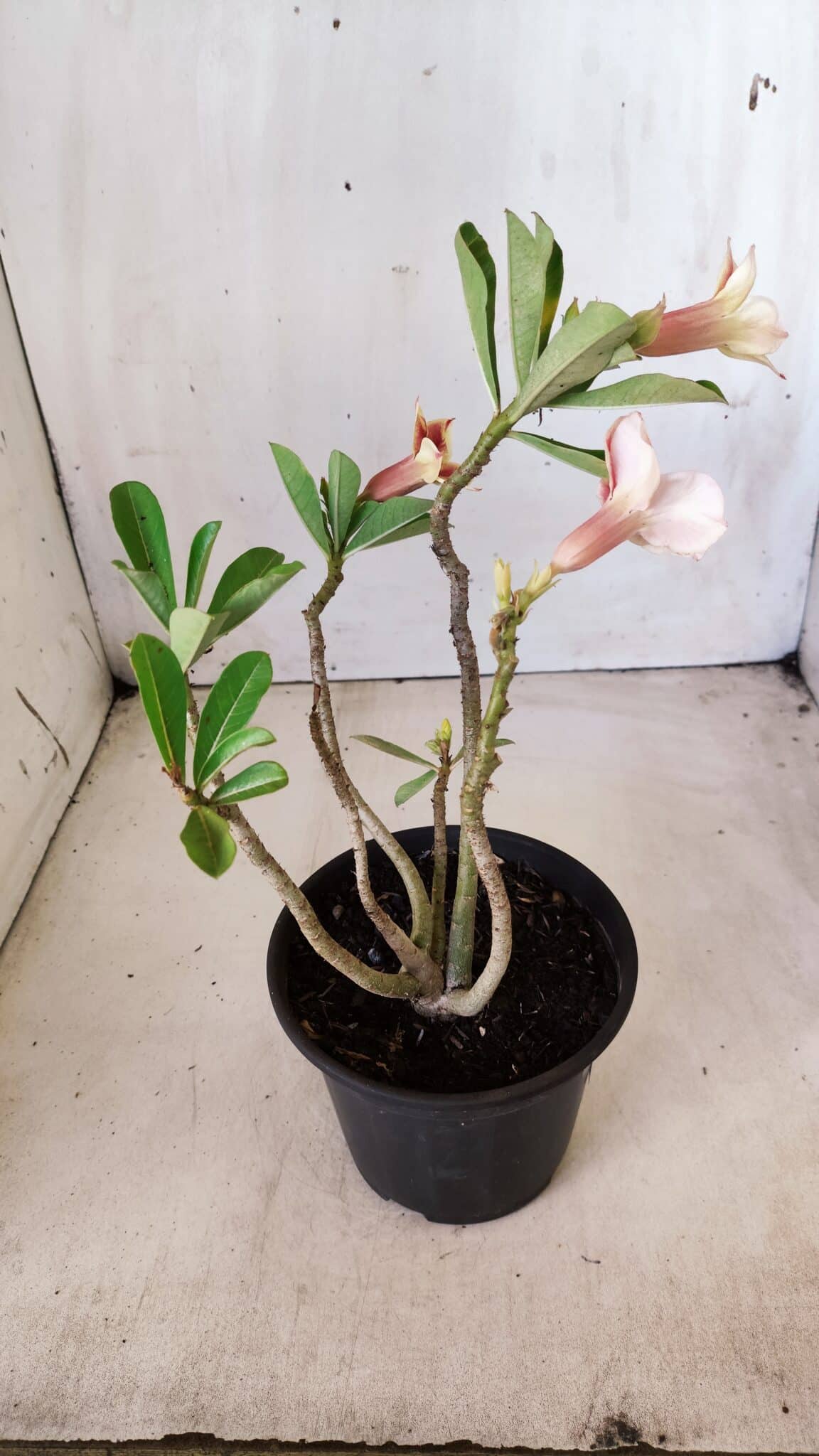 Planta Simples 2612 – 30cm – 02 anos