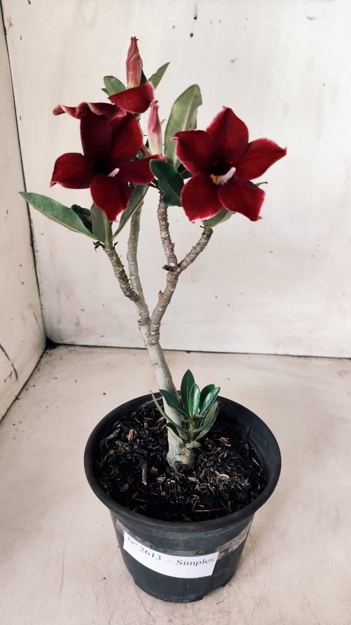 Planta Simples 2613 – 30cm – 02 anos