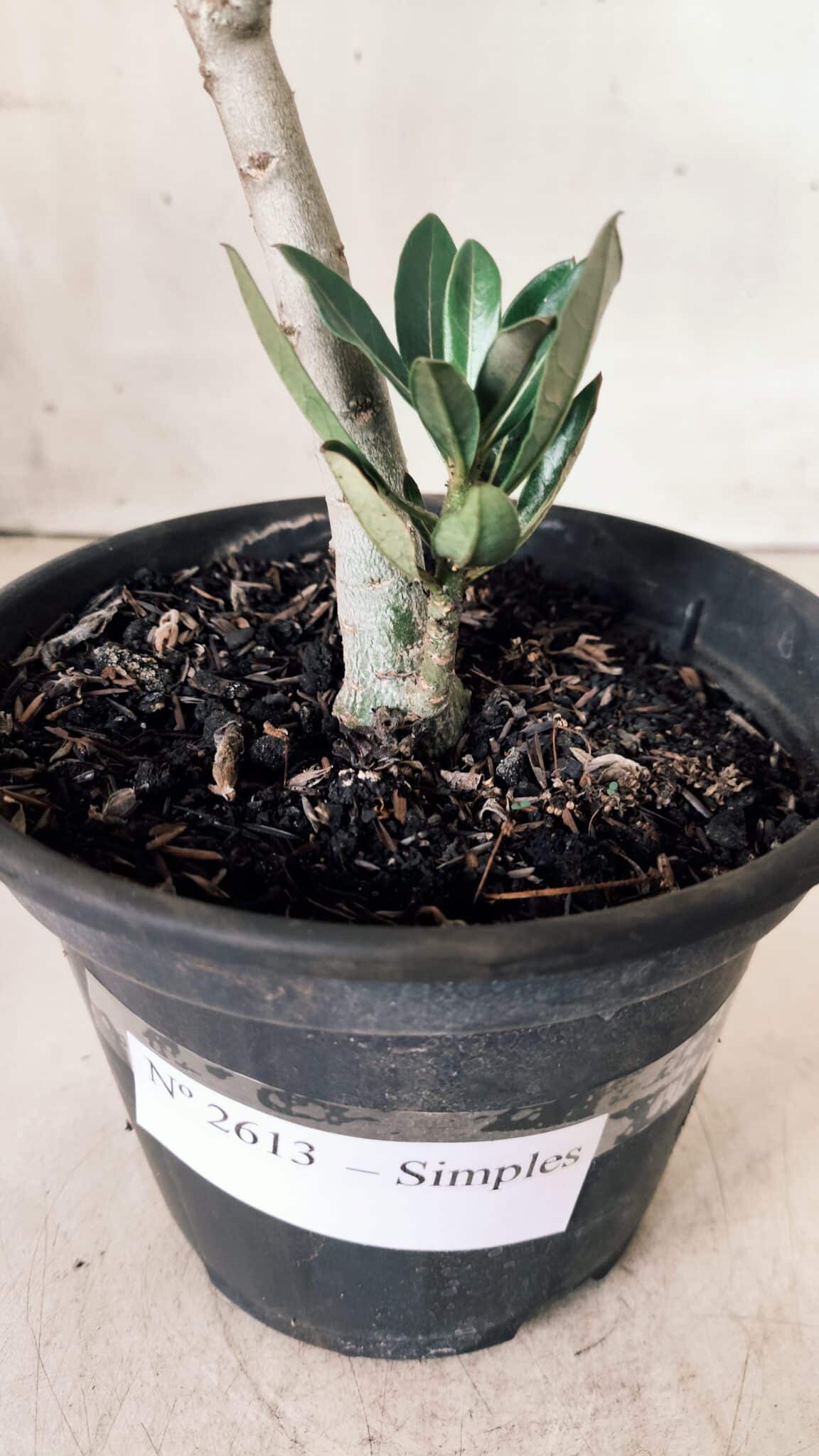 Planta Simples 2613 – 30cm – 02 anos
