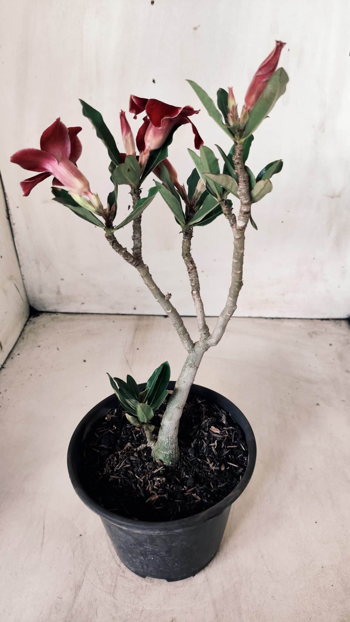 Planta Simples 2613 – 30cm – 02 anos