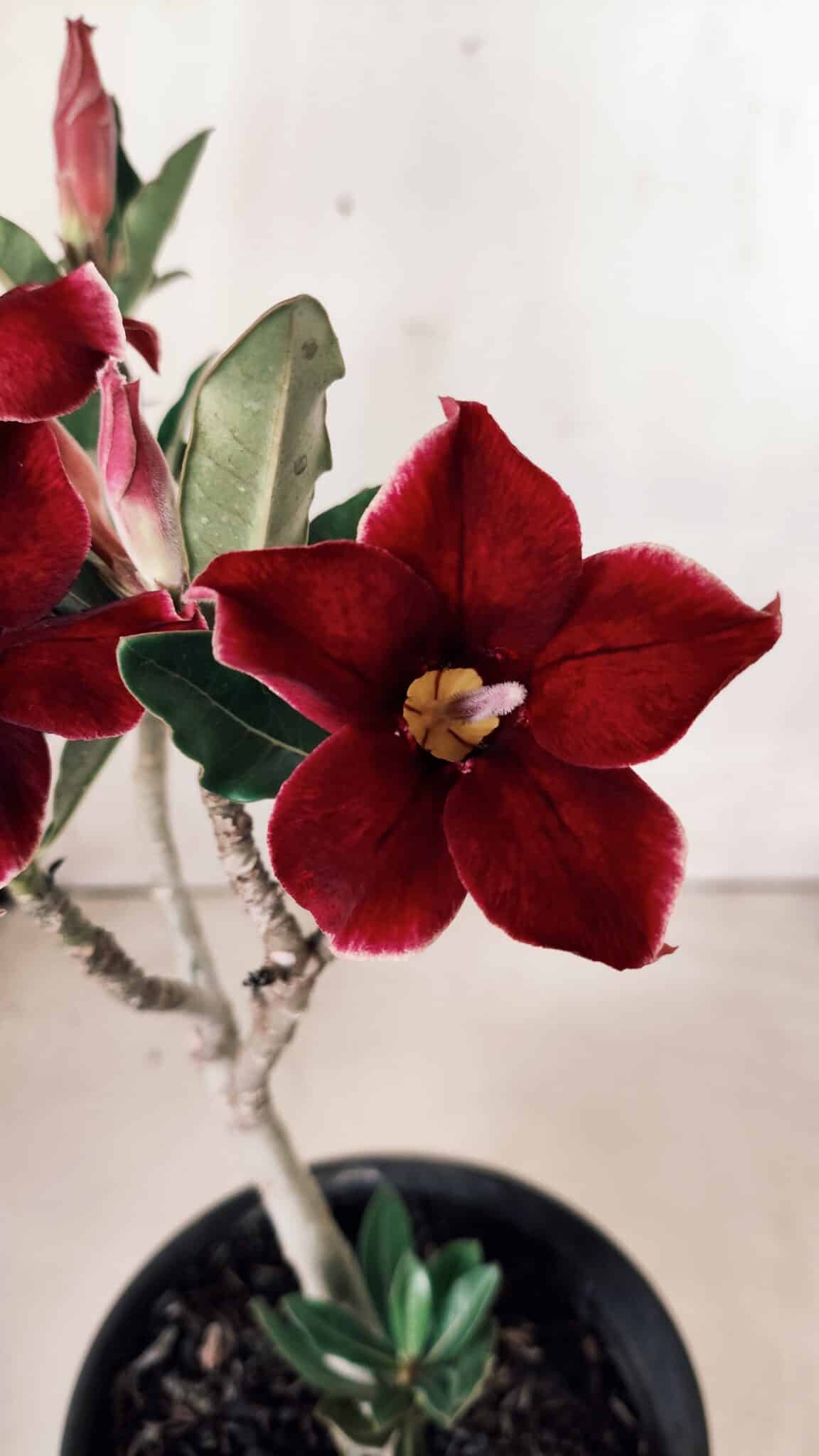 Planta Simples 2613 – 30cm – 02 anos