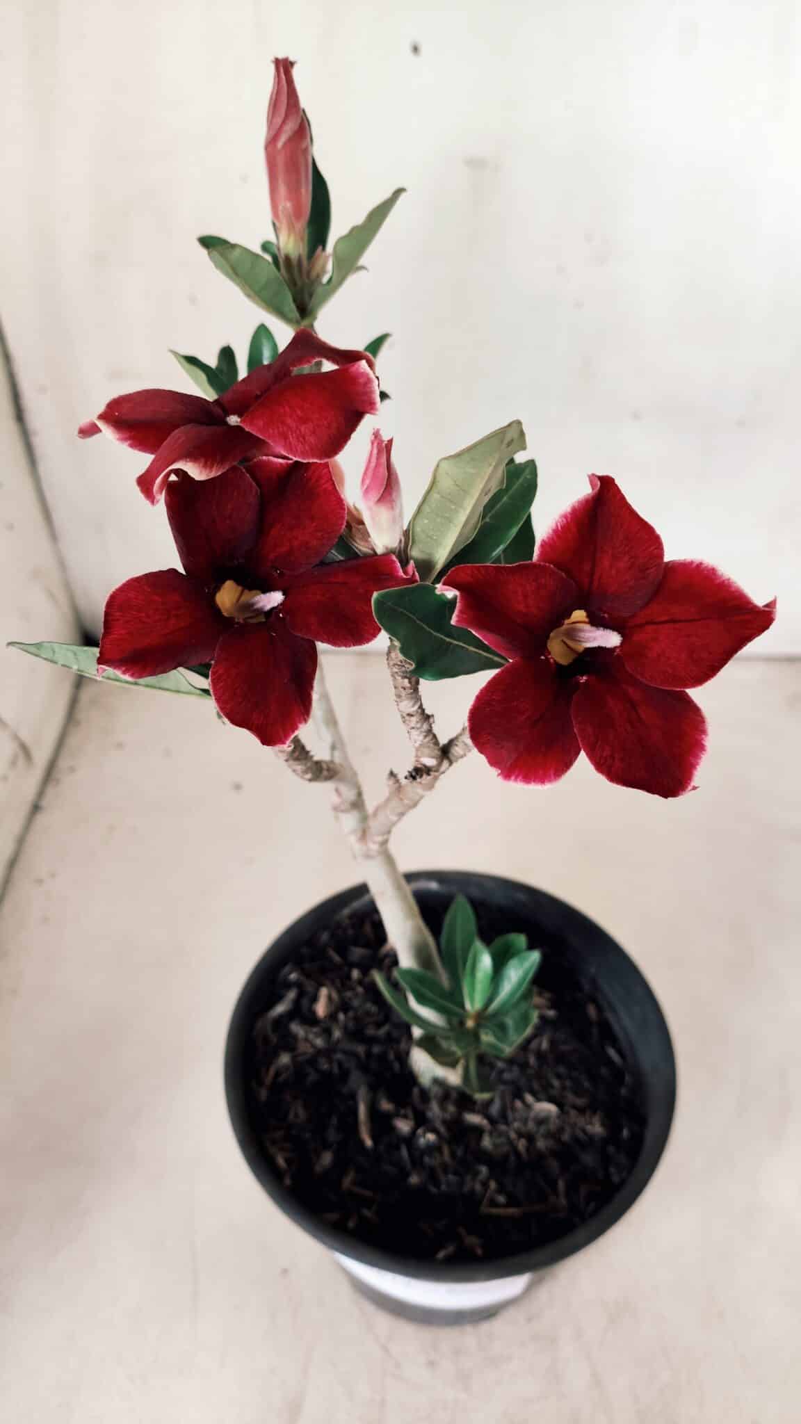 Planta Simples 2613 – 30cm – 02 anos