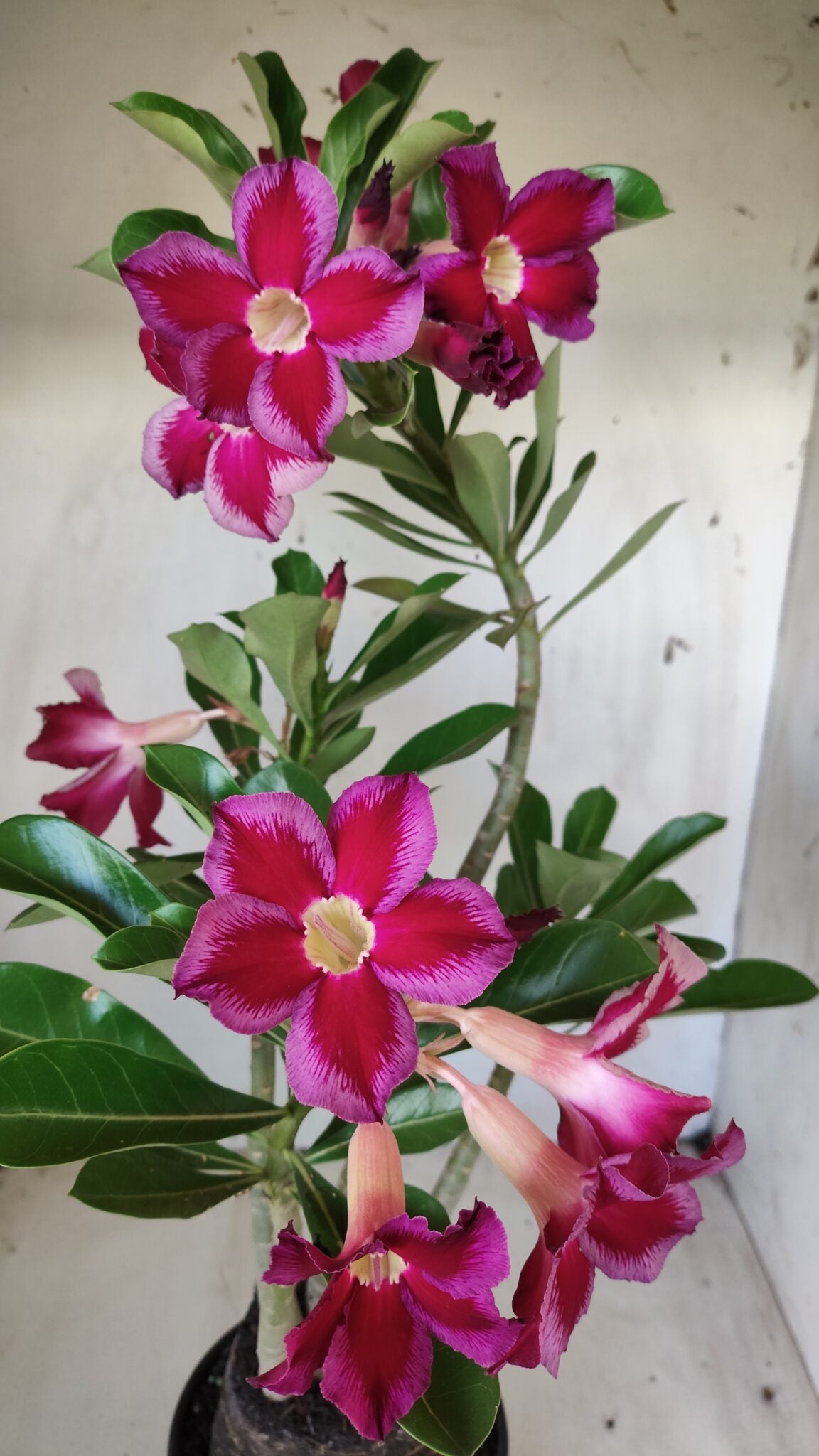Planta Simples 2614 – 35cm – 03 anos