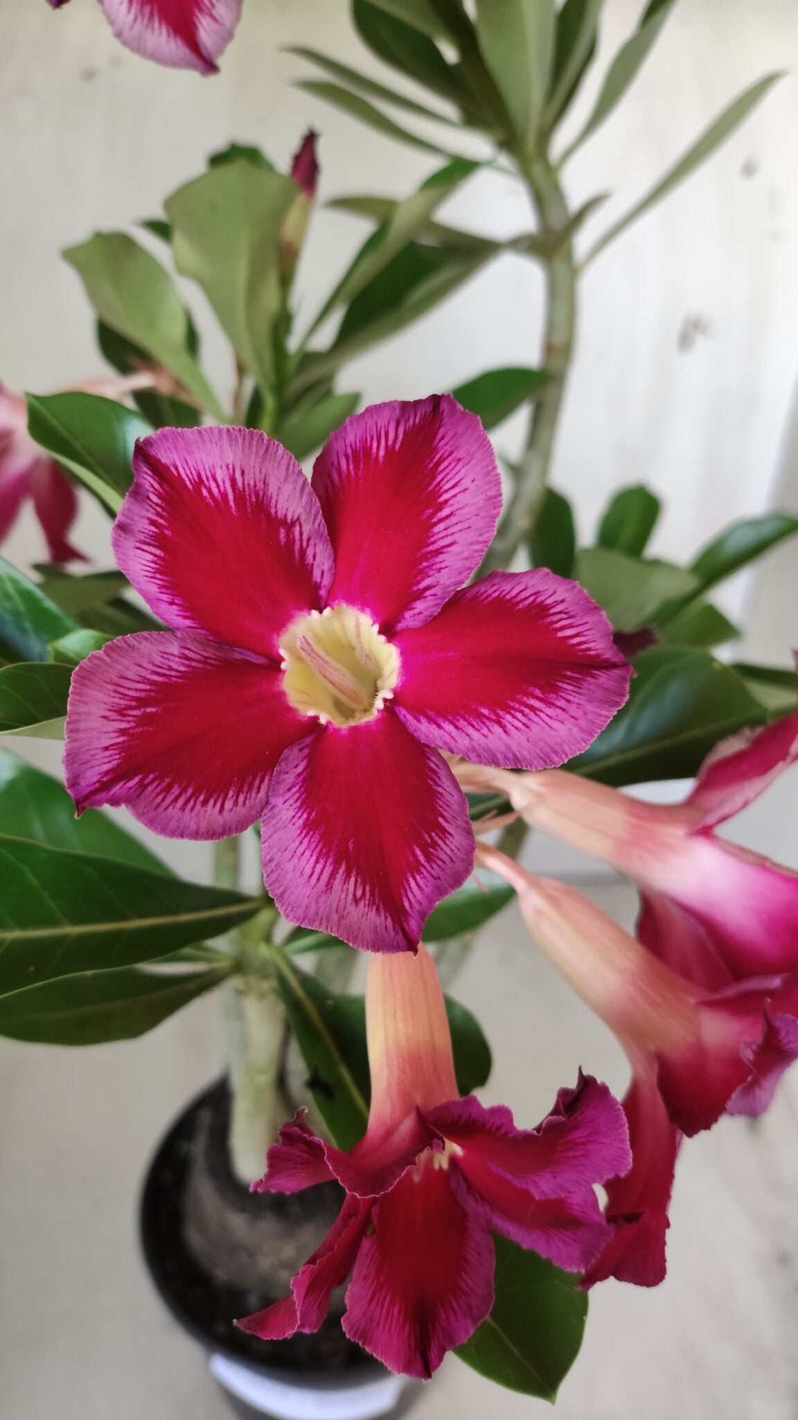 Planta Simples 2614 – 35cm – 03 anos