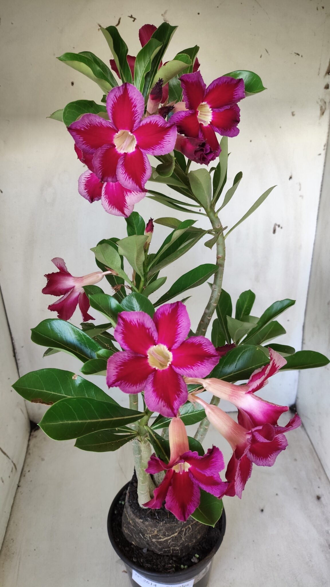 Planta Simples 2614 – 35cm – 03 anos