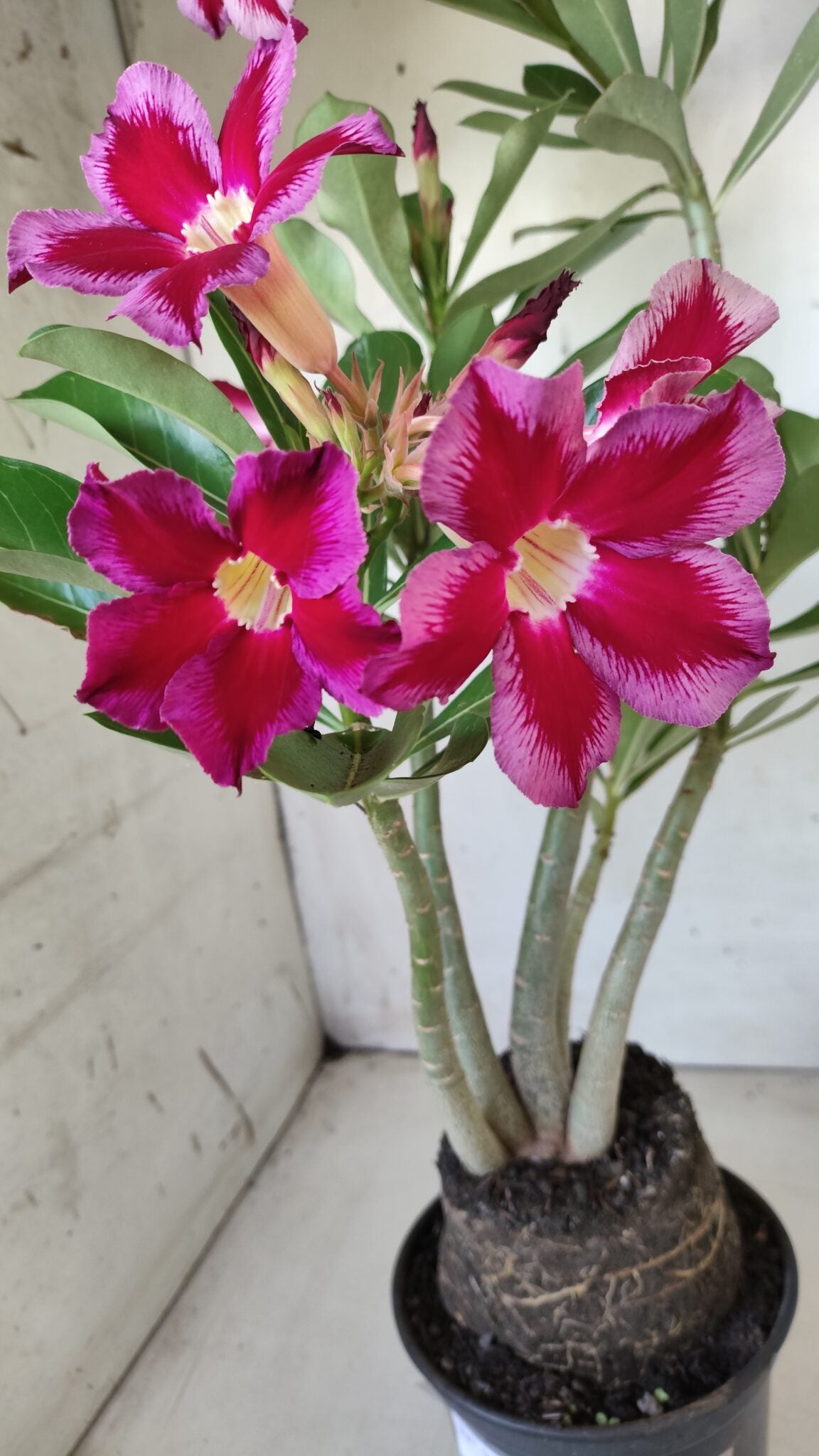Planta Simples 2614 – 35cm – 03 anos