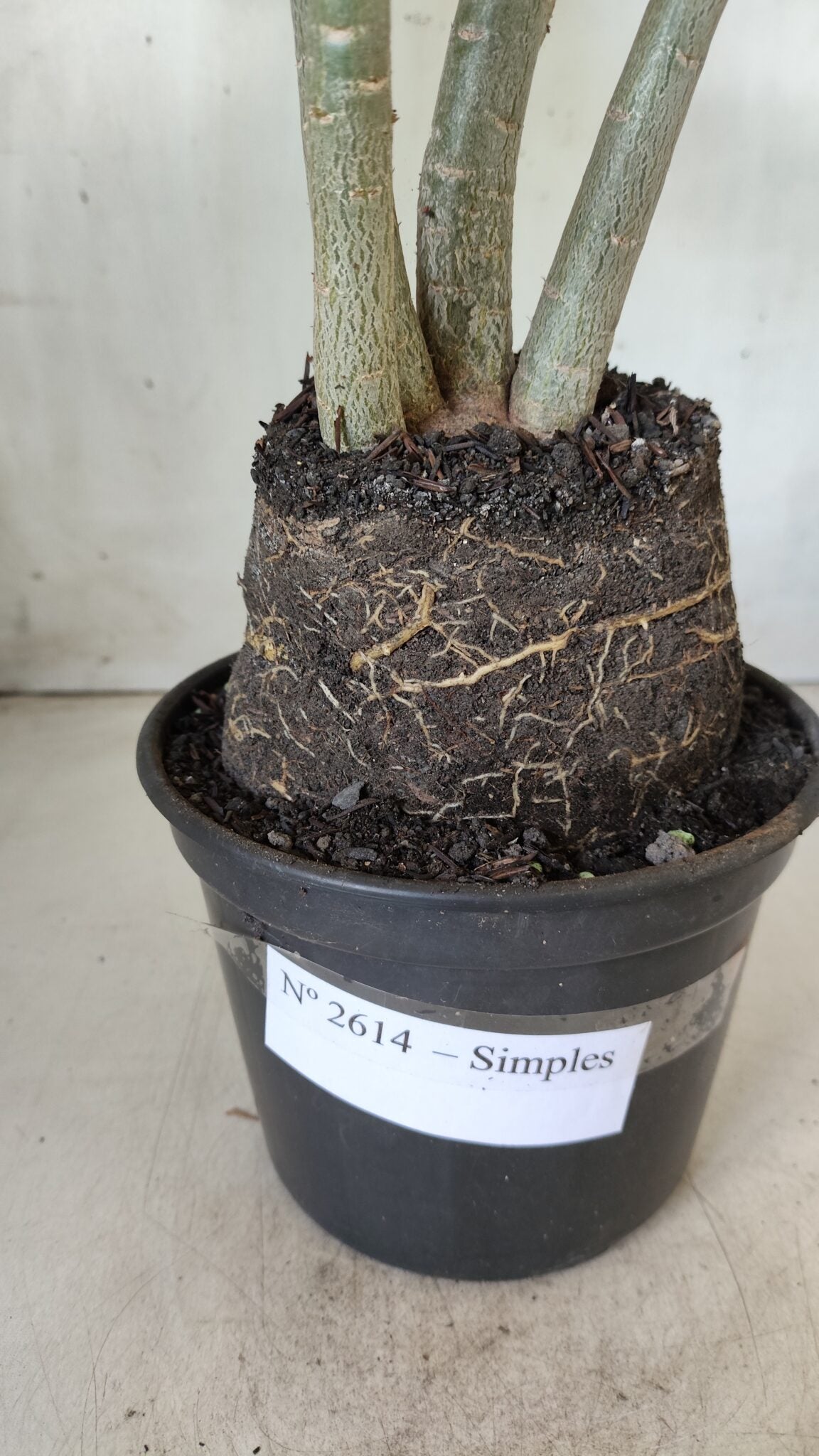 Planta Simples 2614 – 35cm – 03 anos
