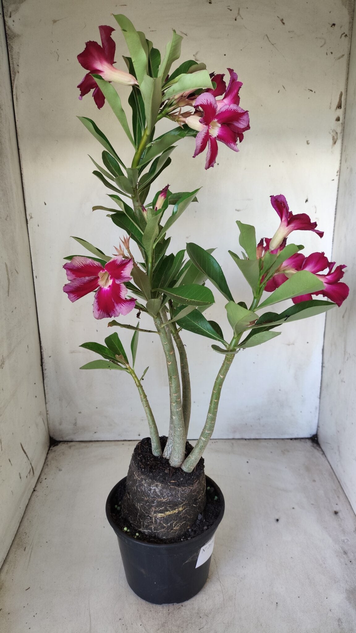 Planta Simples 2614 – 35cm – 03 anos