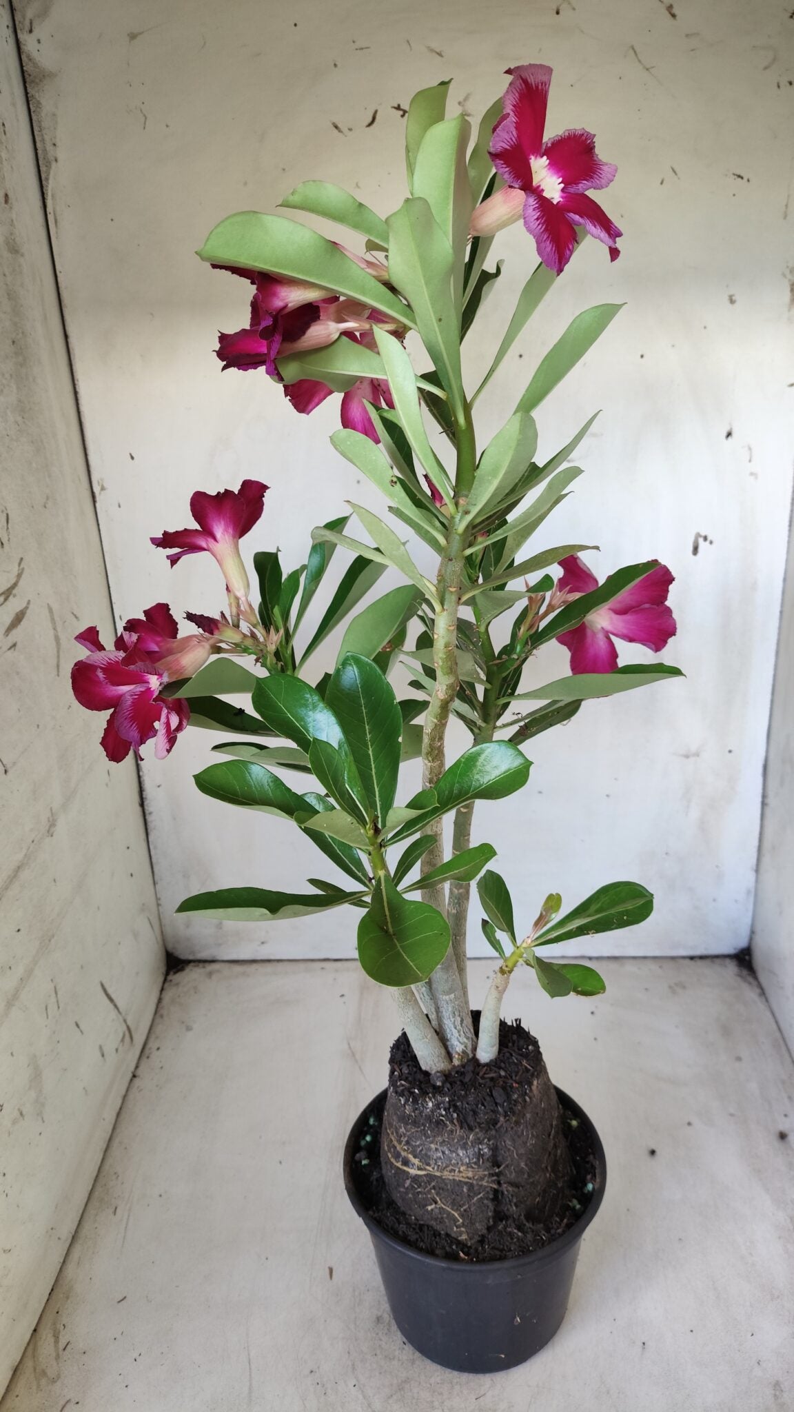 Planta Simples 2614 – 35cm – 03 anos