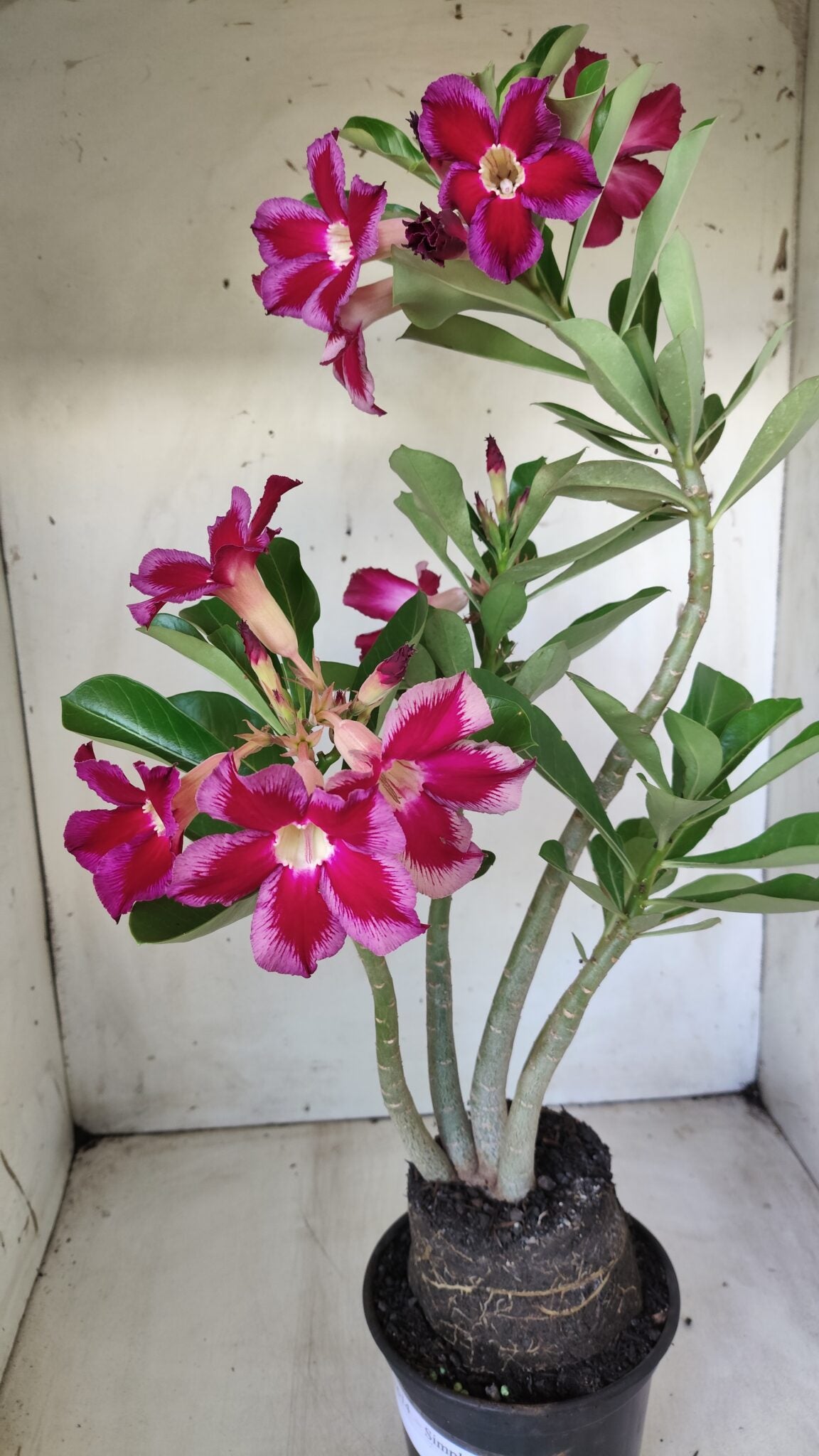 Planta Simples 2614 – 35cm – 03 anos