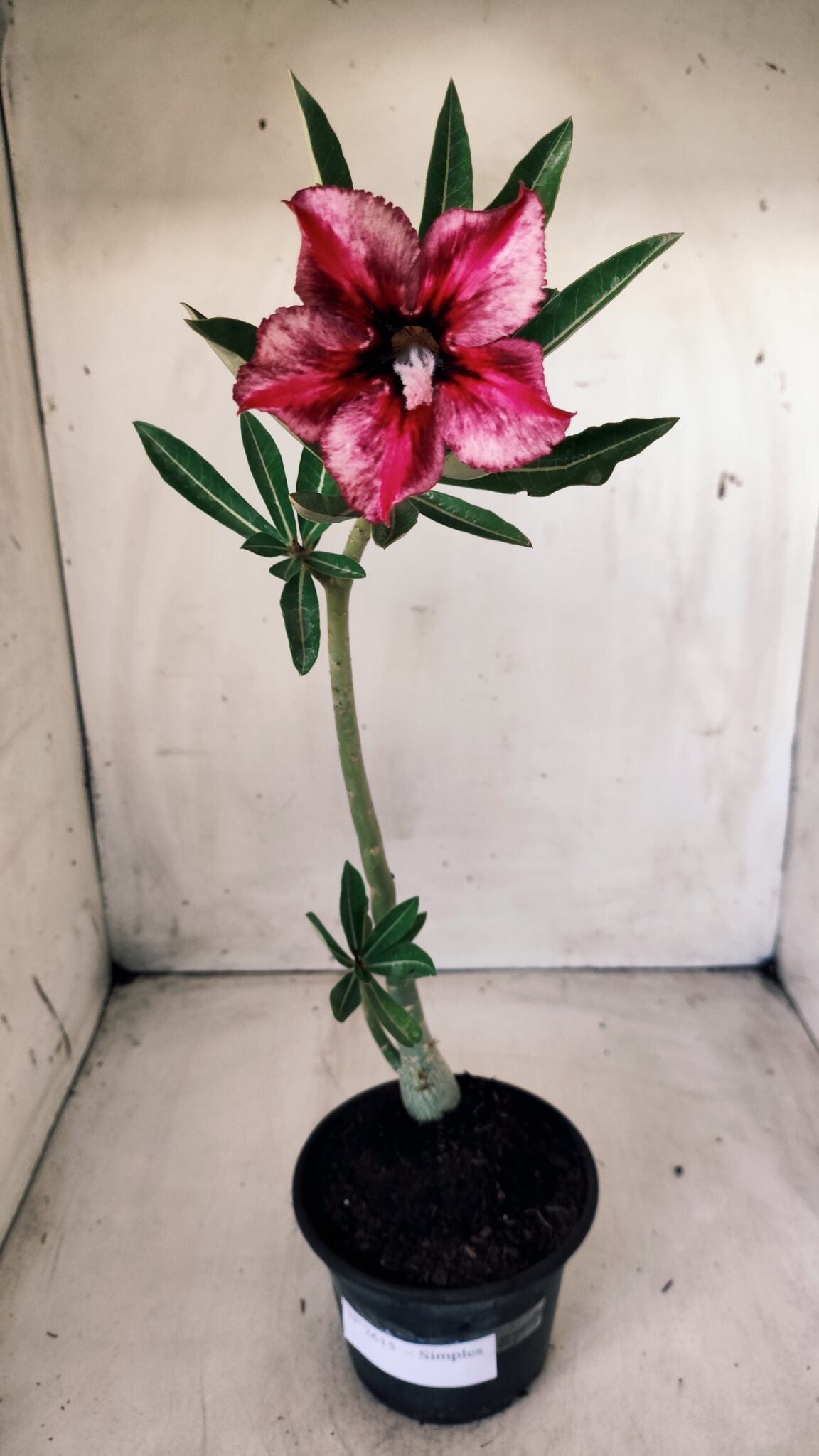 Planta Simples 2615 – 30cm – 02 anos