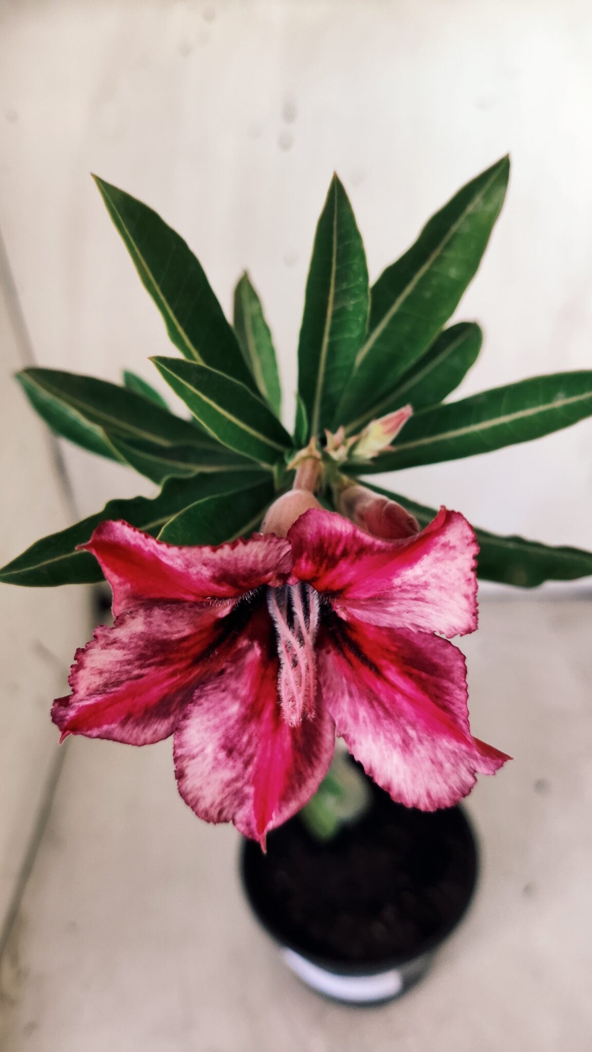 Planta Simples 2615 – 30cm – 02 anos