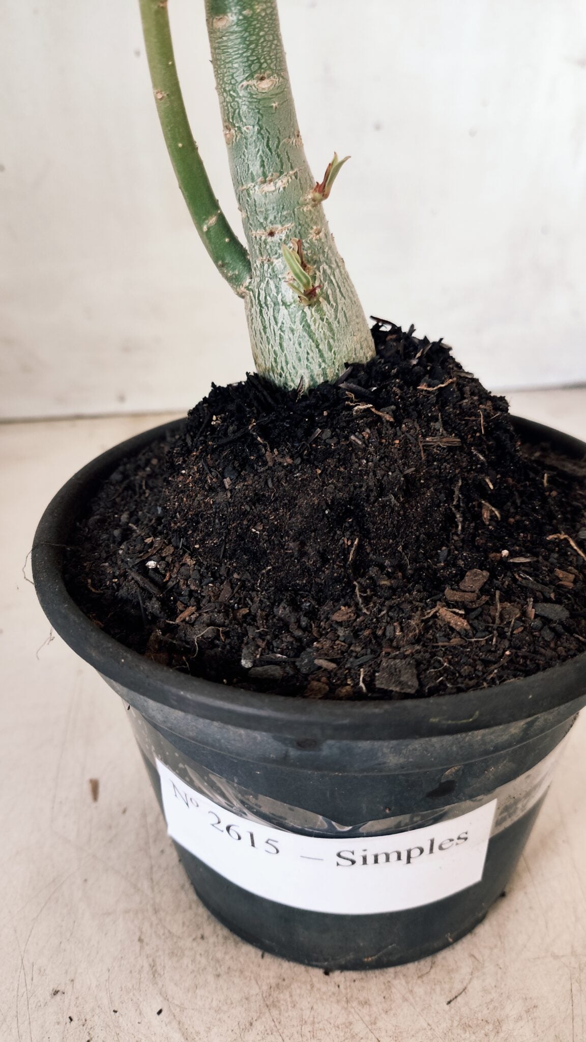 Planta Simples 2615 – 30cm – 02 anos