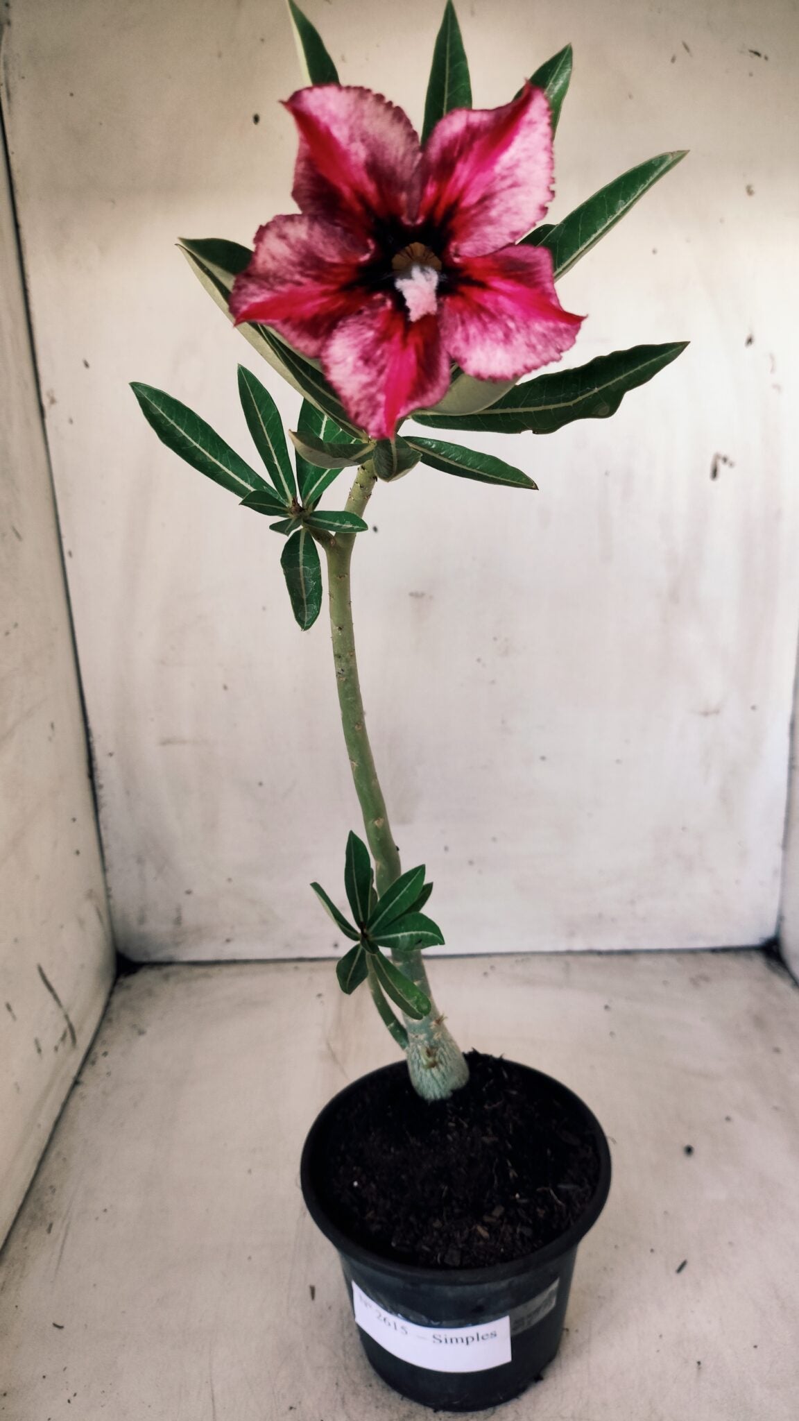 Planta Simples 2615 – 30cm – 02 anos