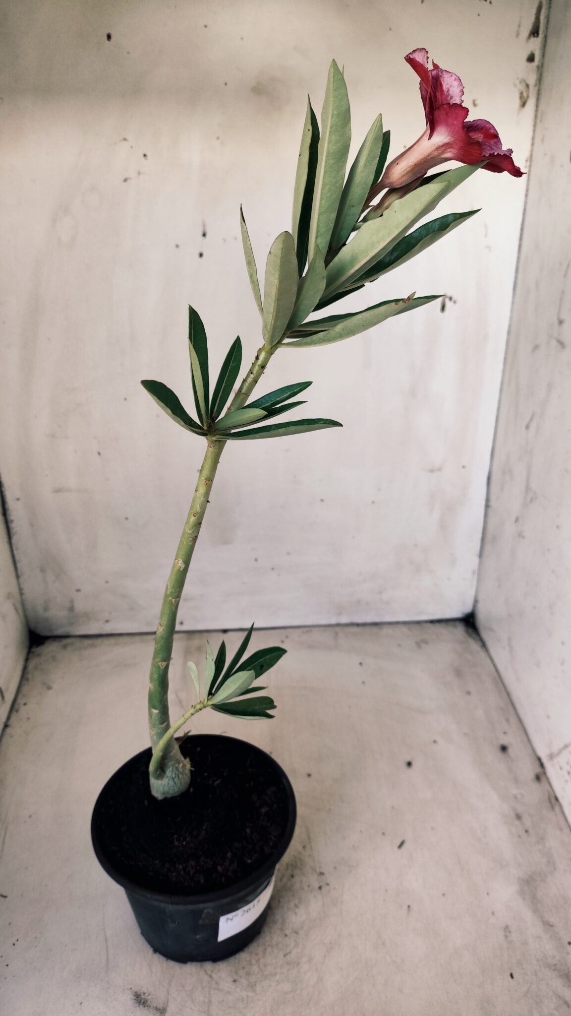 Planta Simples 2615 – 30cm – 02 anos