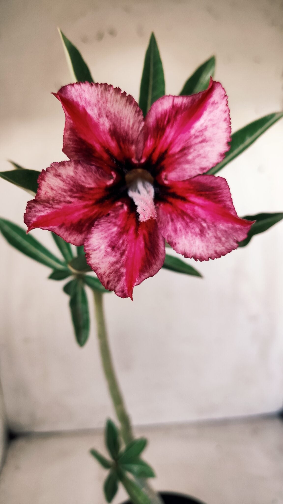 Planta Simples 2615 – 30cm – 02 anos