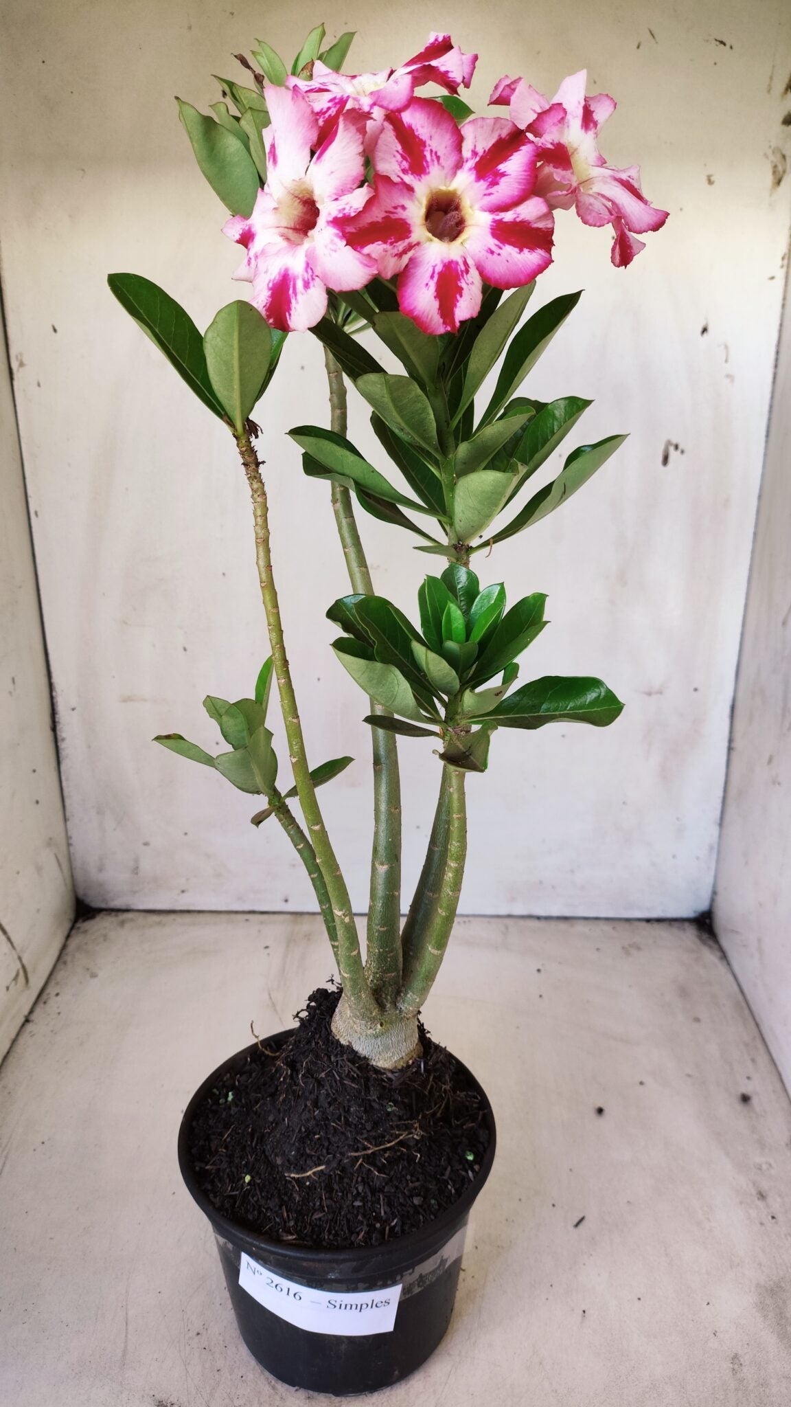 Planta Simples 2616 – 35cm – 03 anos