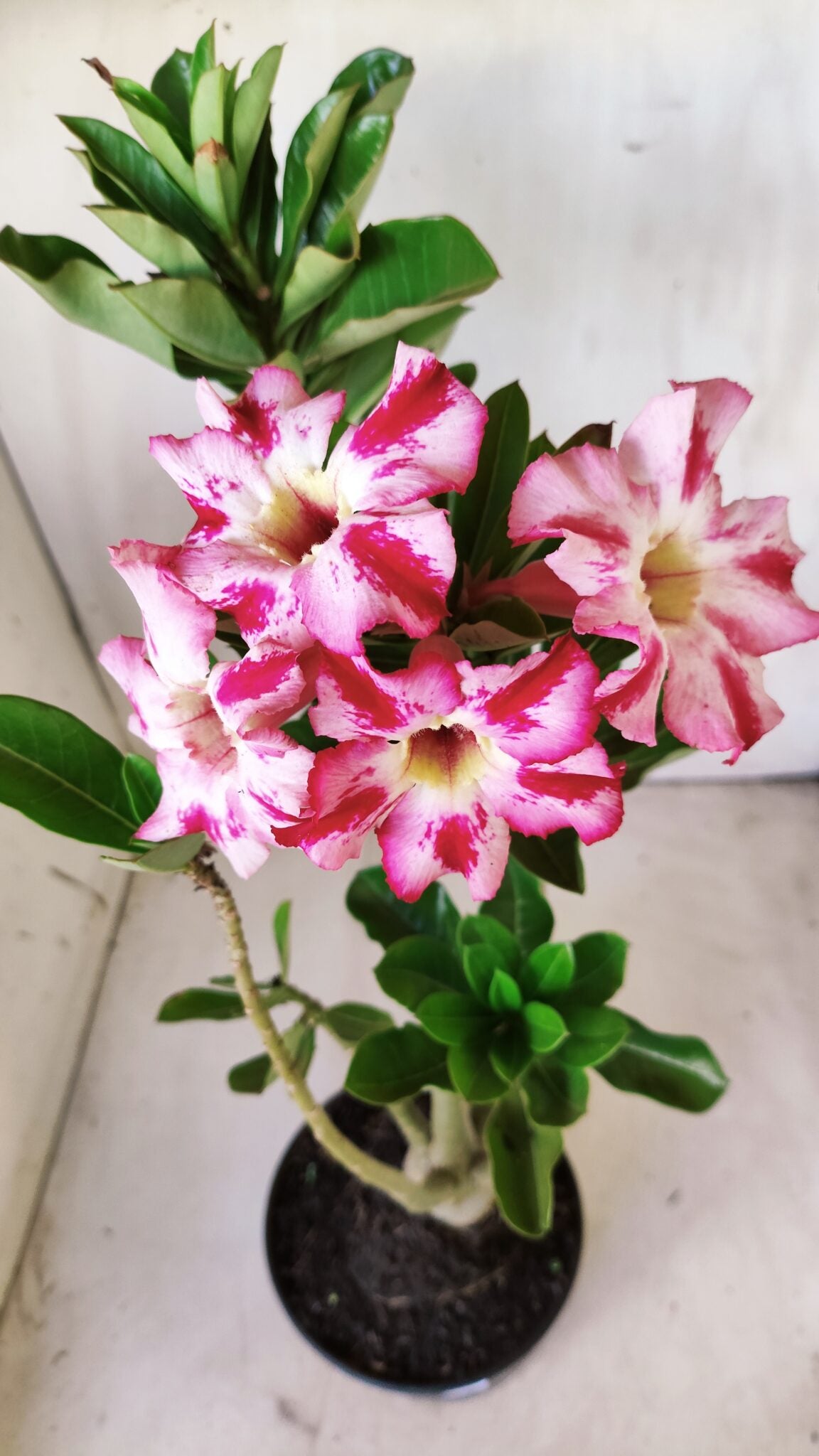 Planta Simples 2616 – 35cm – 03 anos
