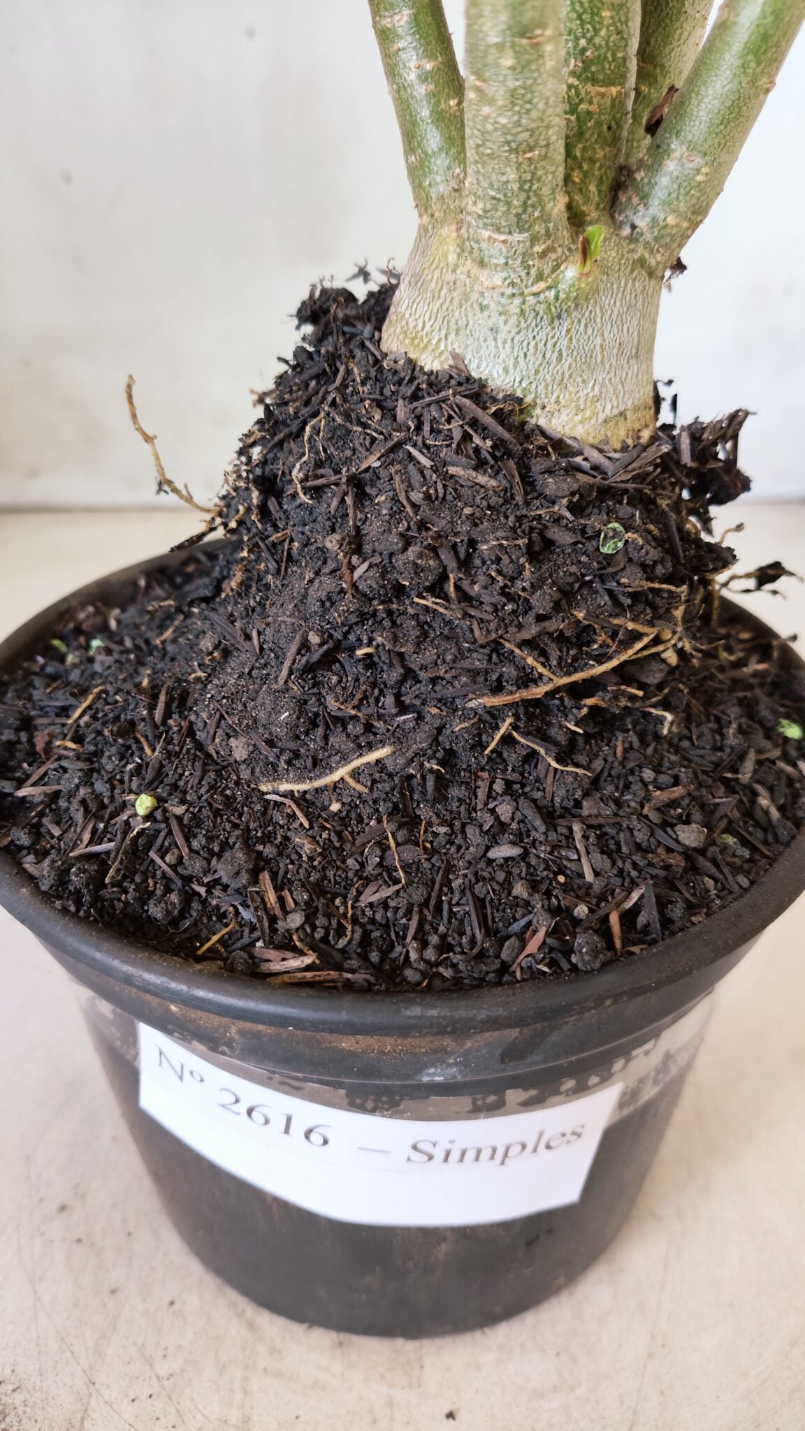 Planta Simples 2616 – 35cm – 03 anos