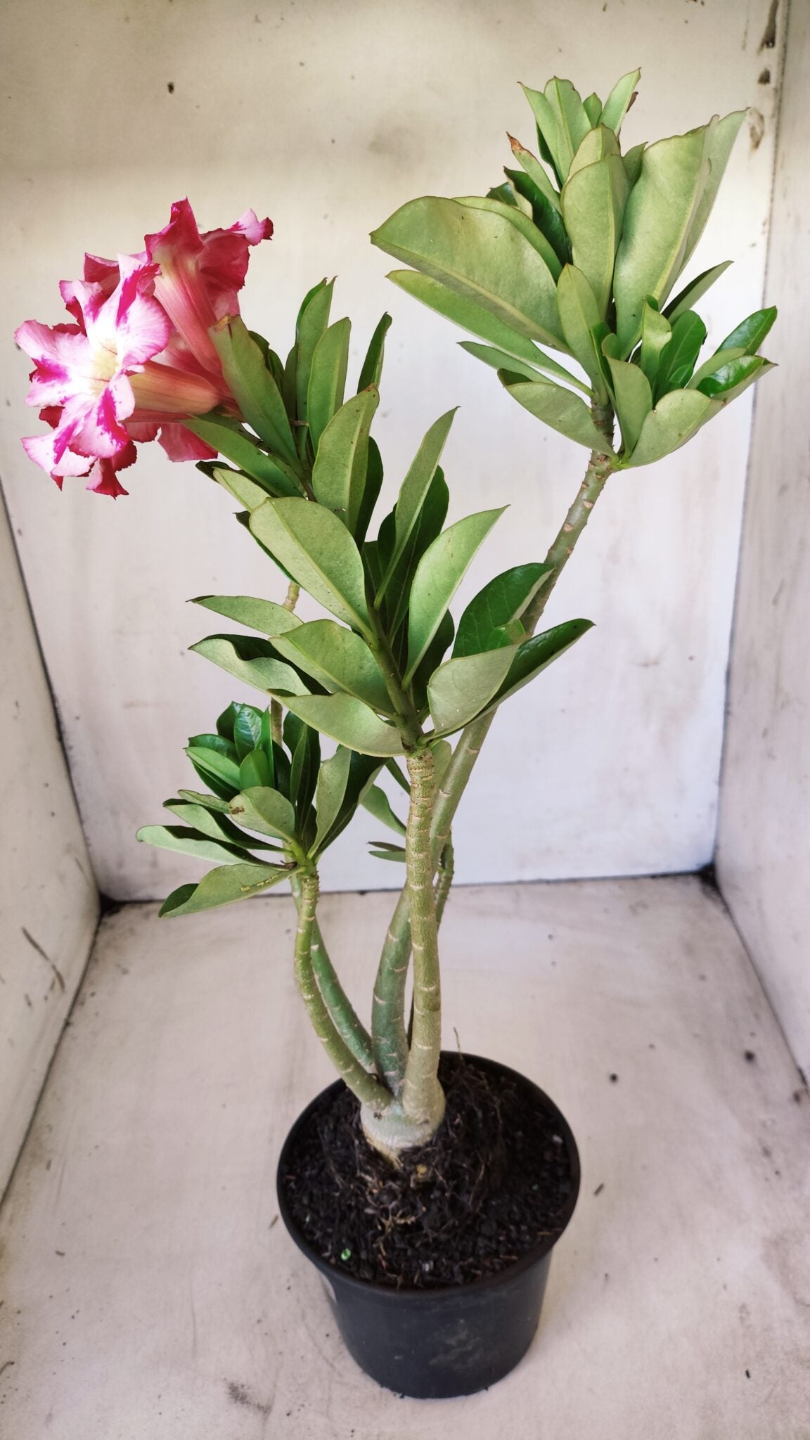 Planta Simples 2616 – 35cm – 03 anos