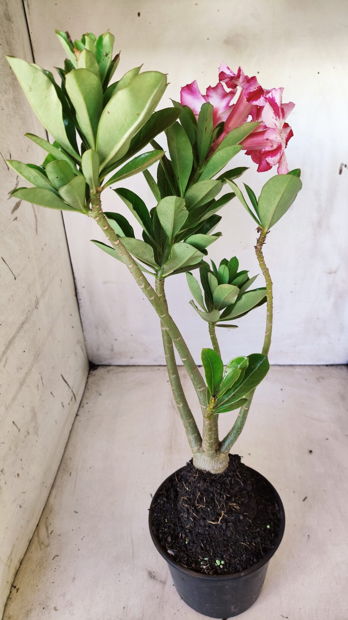 Planta Simples 2616 – 35cm – 03 anos