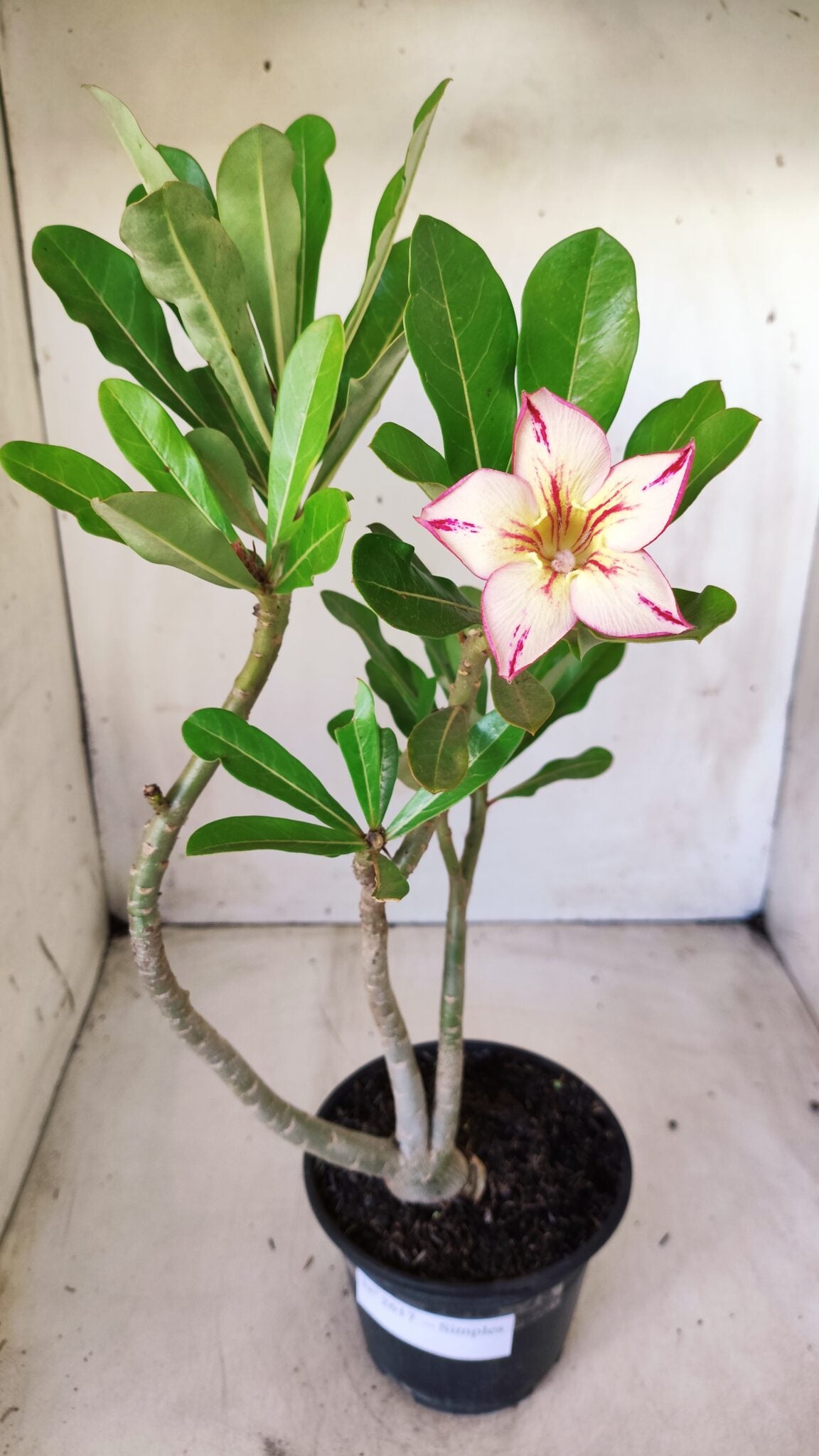 Planta Simples 2617 – 30cm – 02 anos