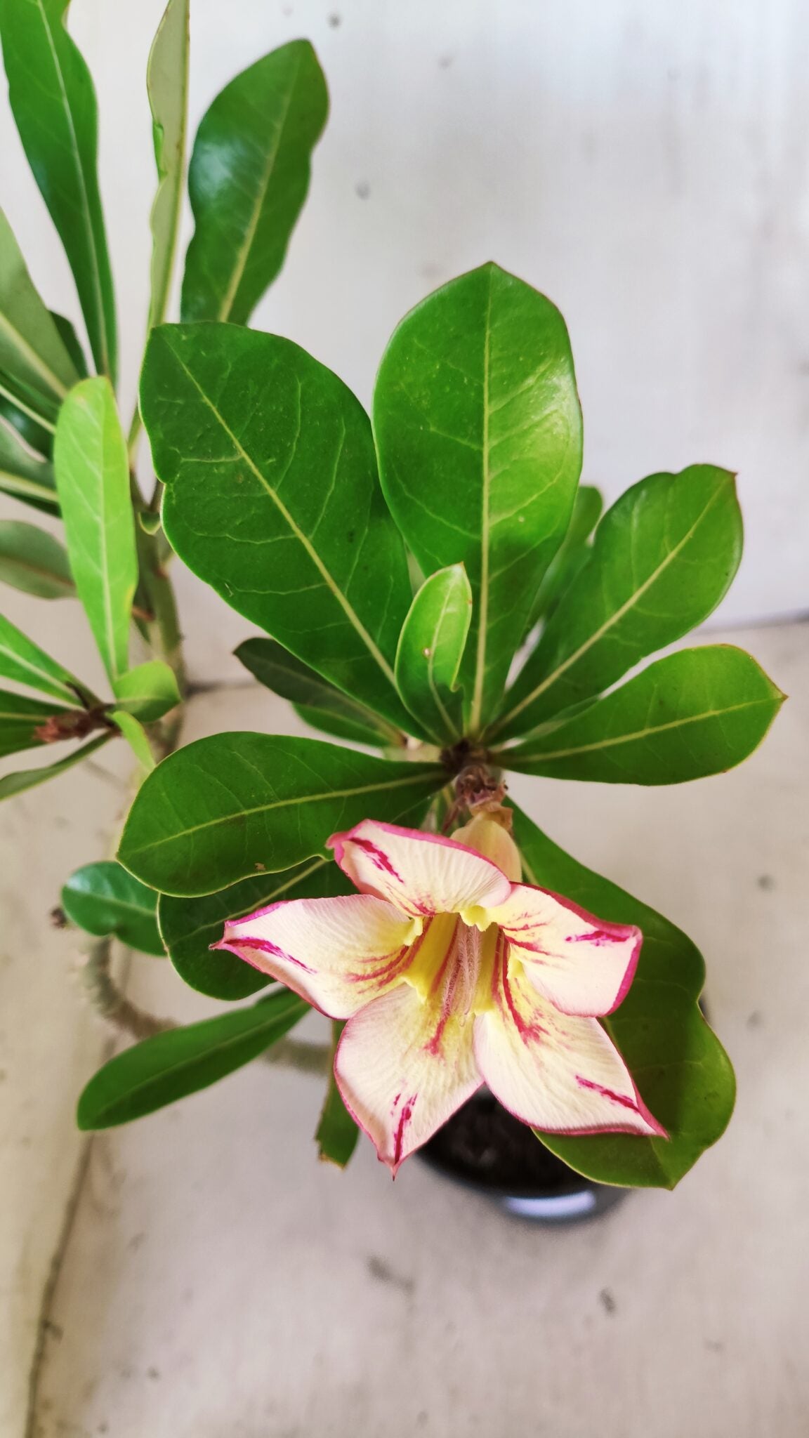 Planta Simples 2617 – 30cm – 02 anos